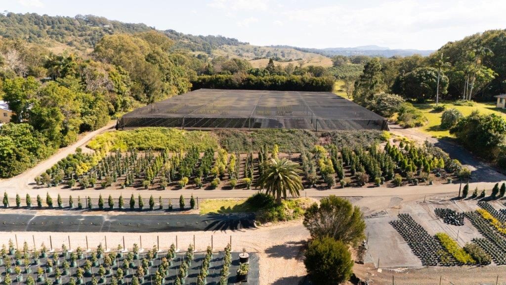 Aerial view of Cape Nursery showing the main shadehouse with rows of advanced trees in front, and the Northern Rivers hinterland behind