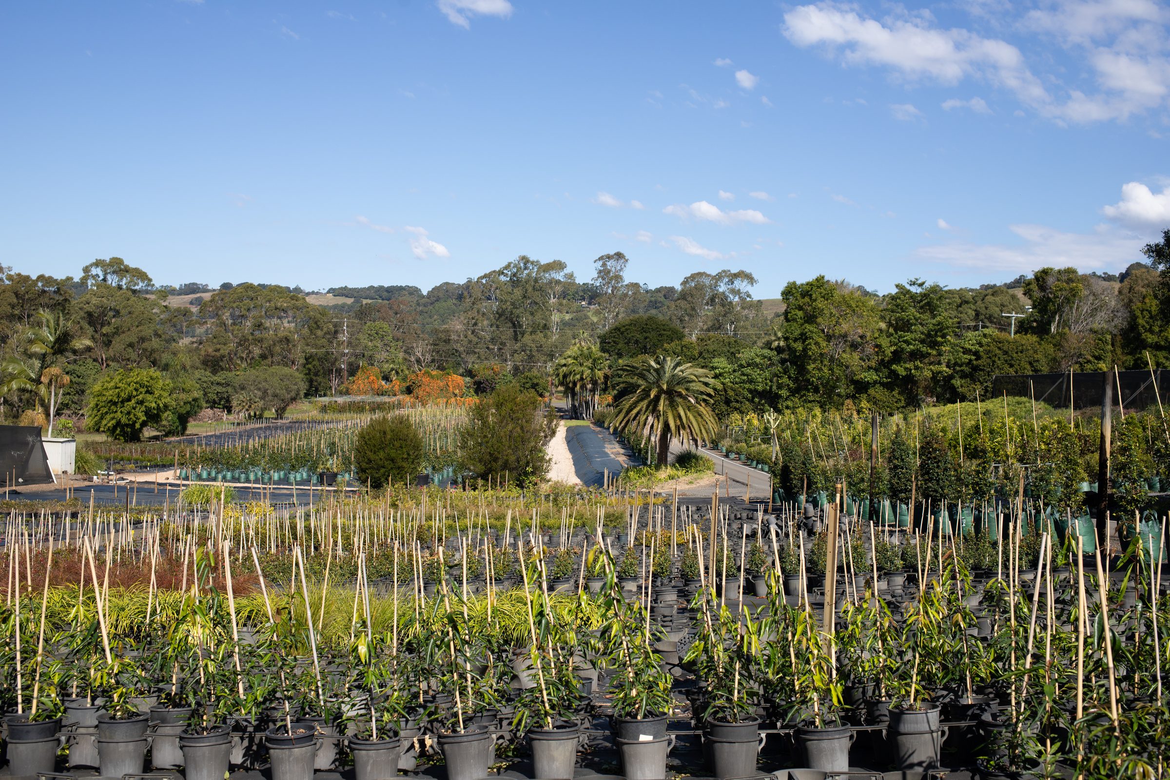 Rows of cane-staked stock at Cape Nursery, palms behind, with the Byron hinterland in the distance