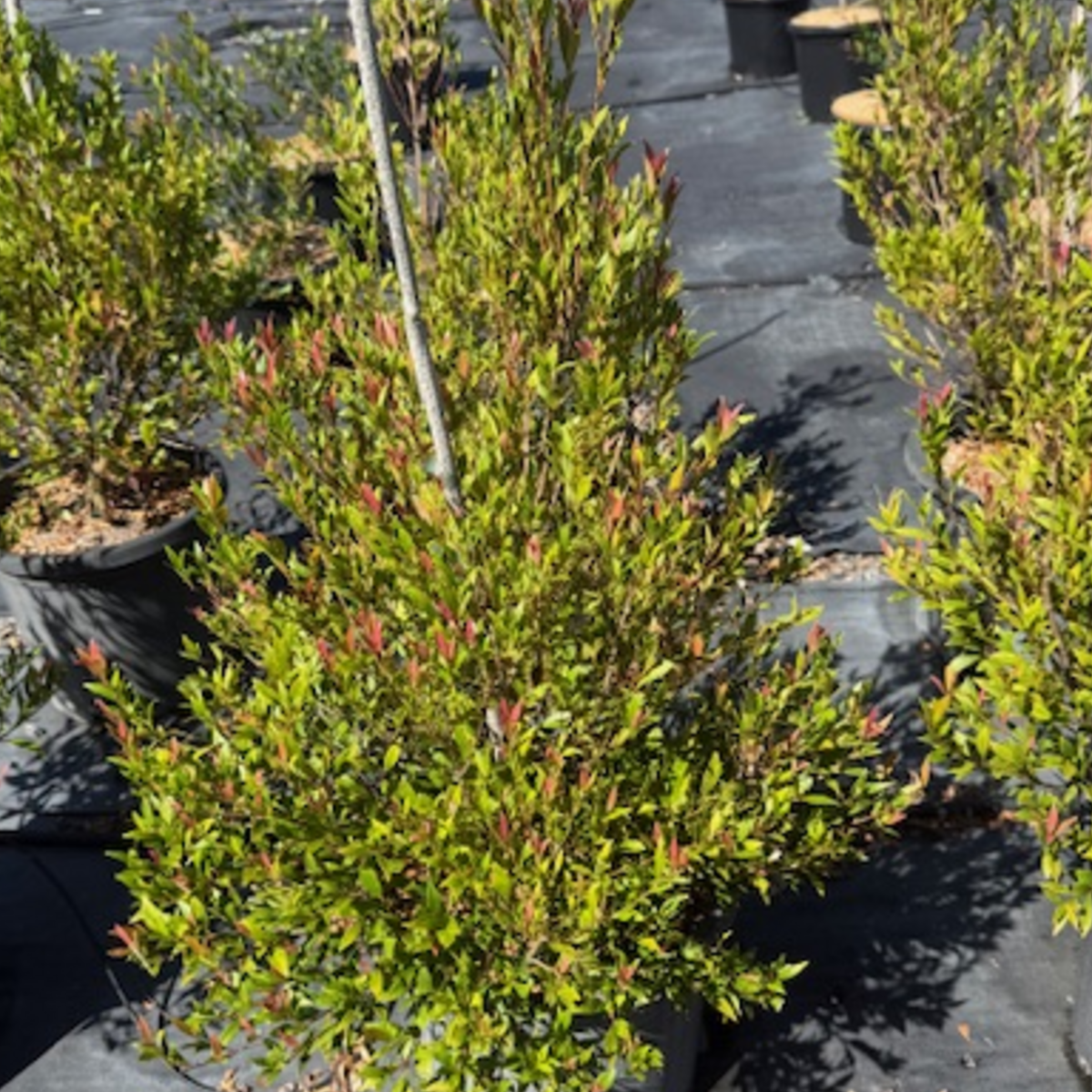 Acmena smithii Minor Red Tip form — dense compact Lilly Pilly with red-tipped new growth, 300mm pot, Cape Nursery Byron Bay NSW