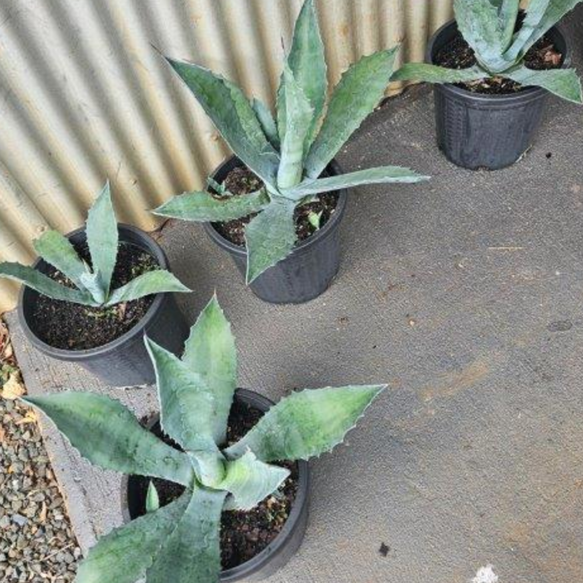 Agave salmiana — large architectural succulent with bold green rosette, Cape Nursery Byron Bay NSW — 300mm