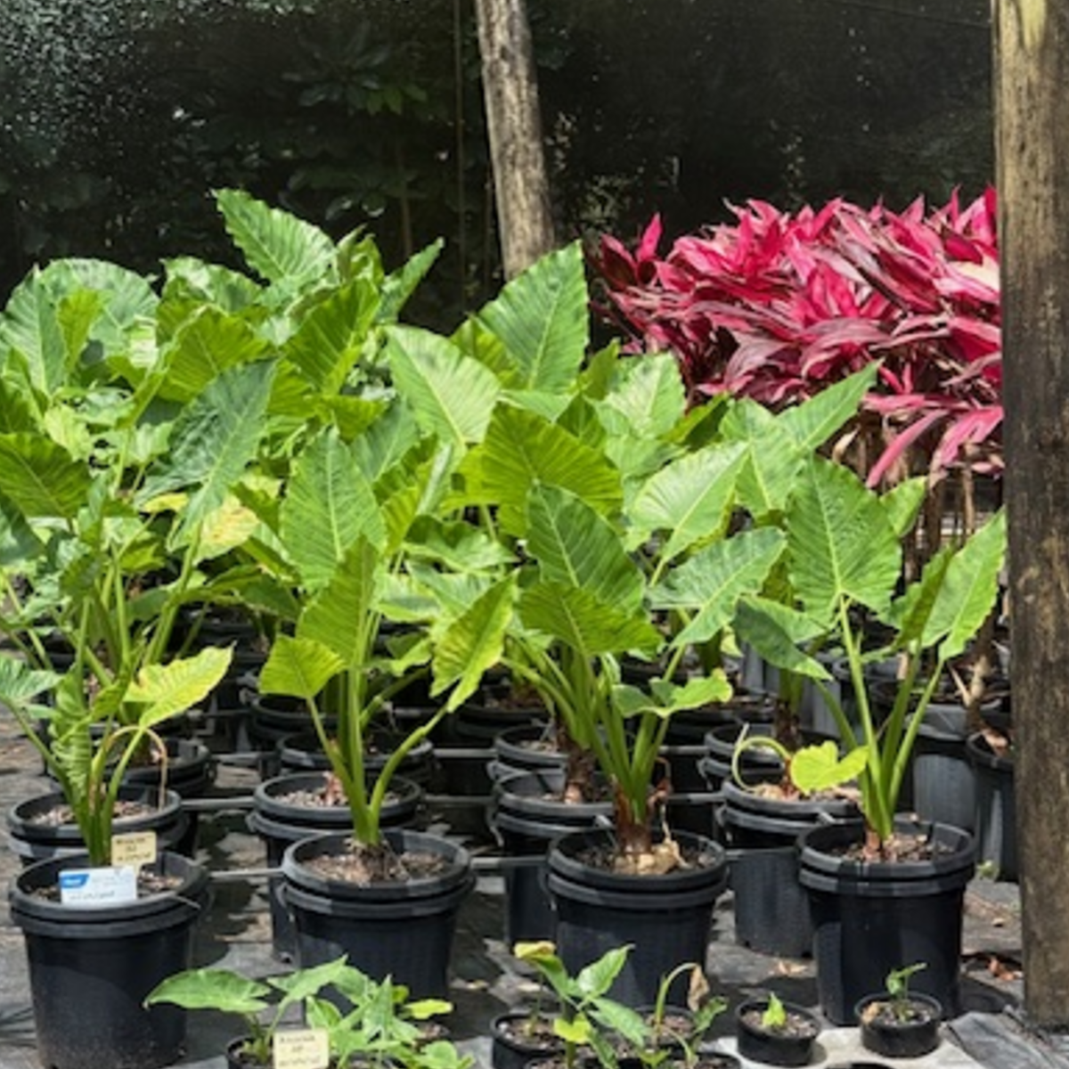 Alocasia brisbanensis Cunjevoi — large tropical rainforest plant with glossy paddle leaves, Cape Nursery Byron Bay NSW