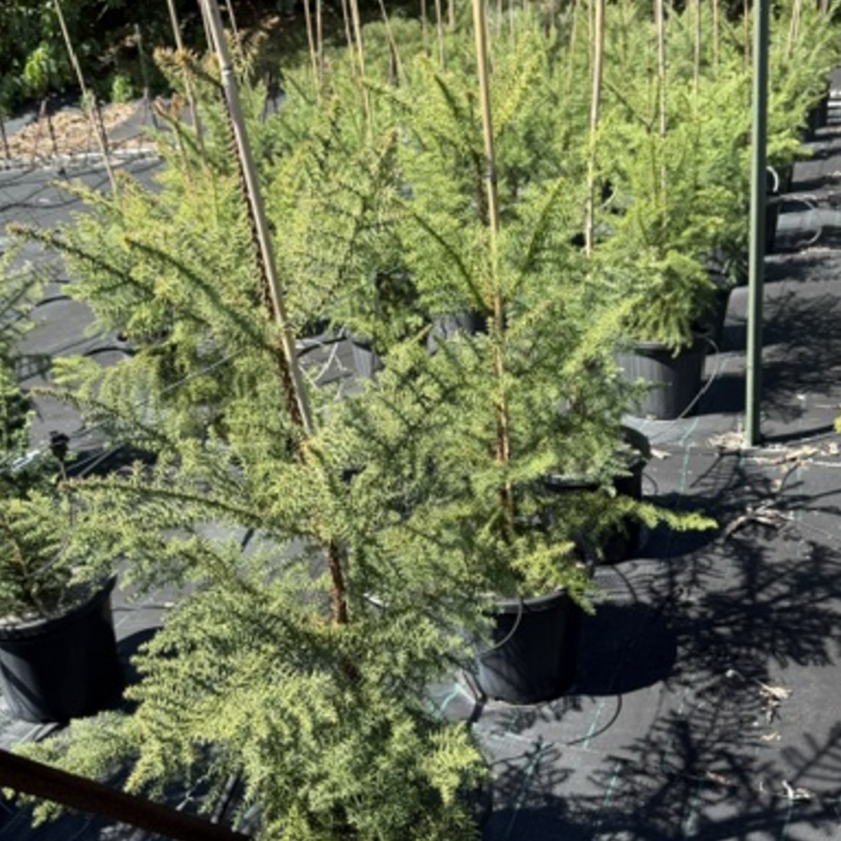 Araucaria cunninghamii Hoop Pine — tall Australian native conifer, 300mm pot, Cape Nursery Byron Bay NSW