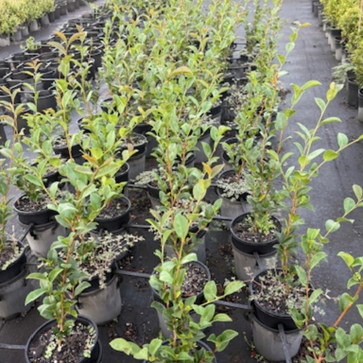 Camellia sasanqua Jennifer Susan — compact flowering camellia, 200mm pot, Cape Nursery Byron Bay NSW