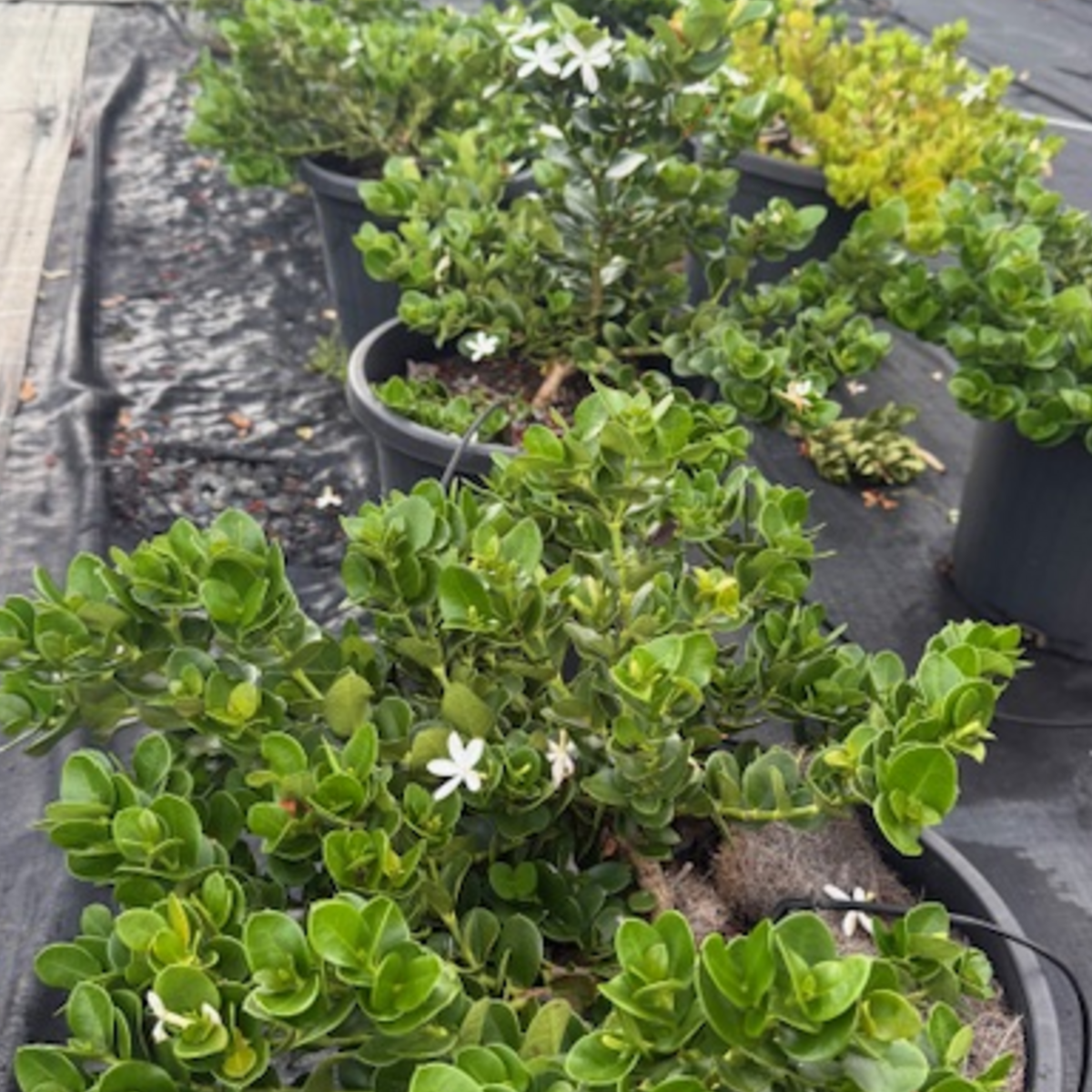 Carissa macrocarpa Desert Star — coastal groundcover with white star flowers, 300mm pot, Cape Nursery Byron Bay NSW