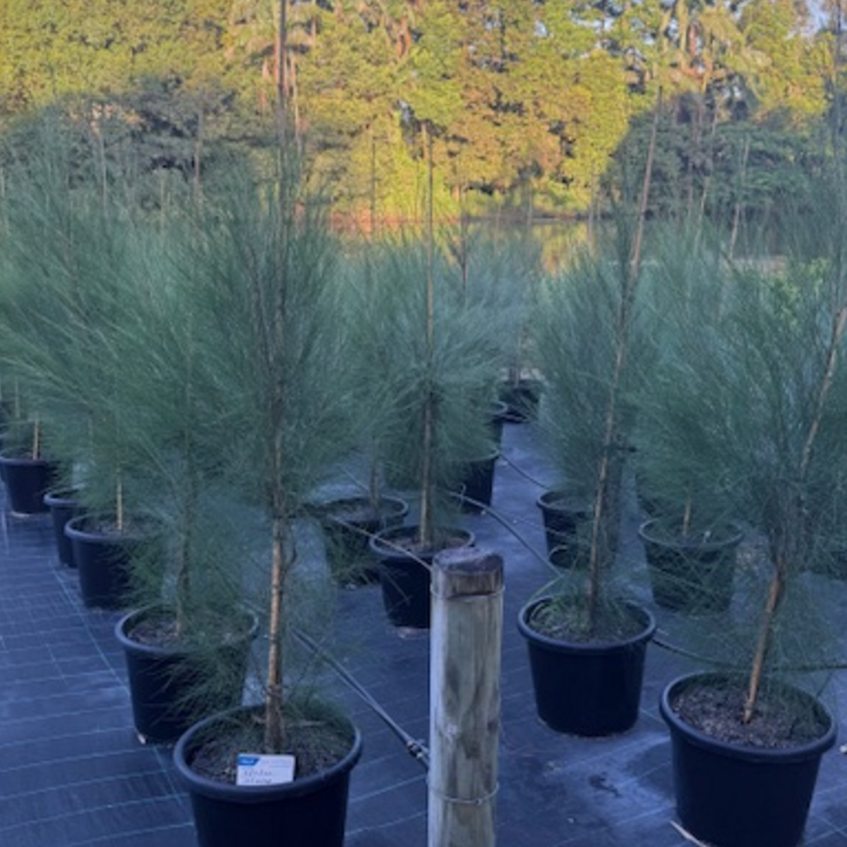 Casuarina cunninghamiana River She-oak — fast-growing native for screening, 400mm pot, Cape Nursery Byron Bay NSW