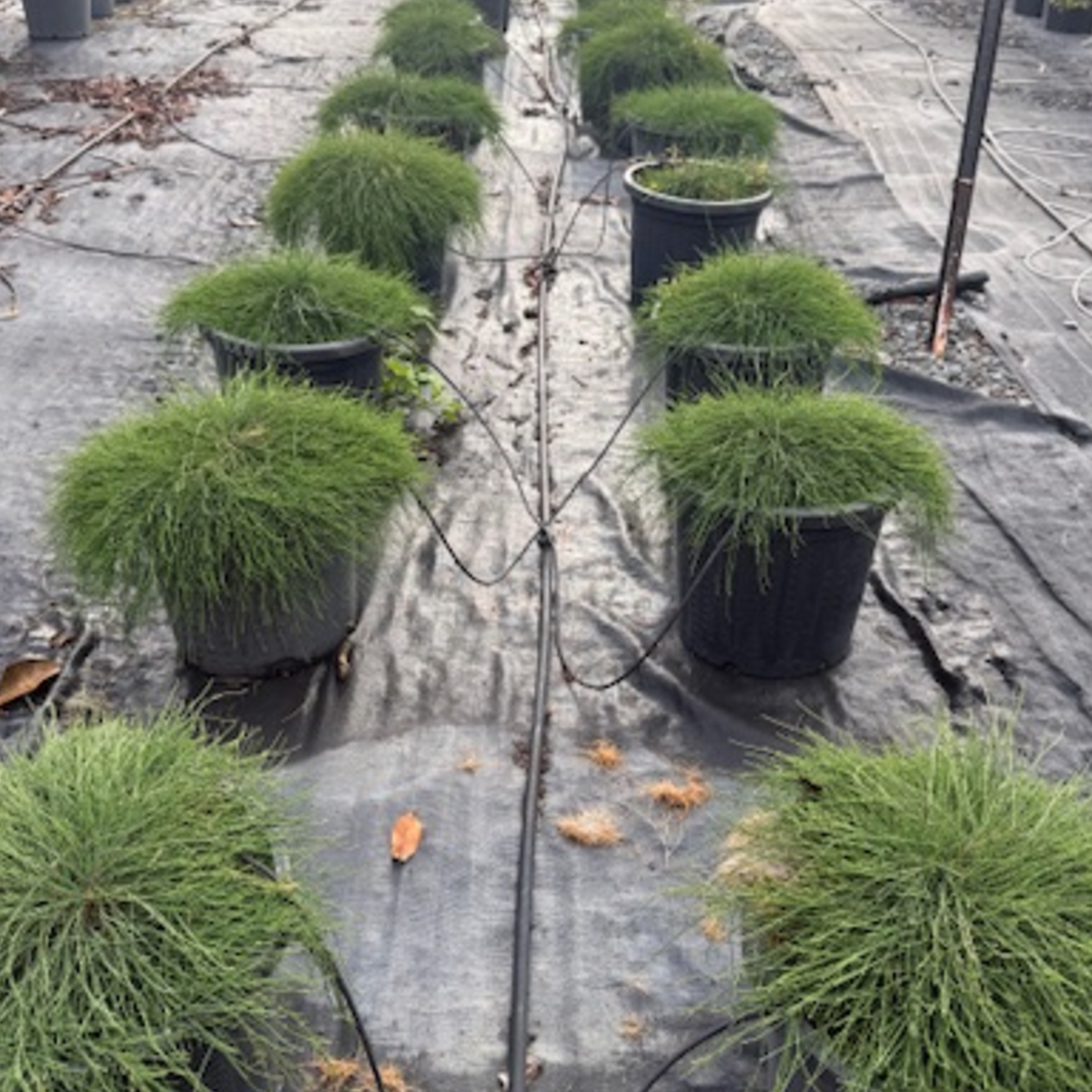 Casuarina glauca Cousin It — low-growing weeping she-oak groundcover, Cape Nursery Byron Bay NSW