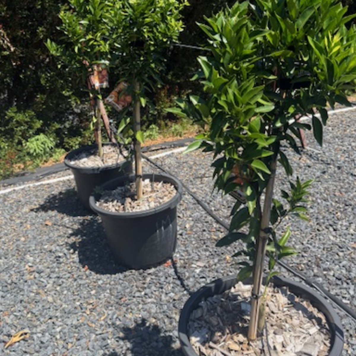 Citrus reticulata Imperial Mandarin — fruiting mandarin tree, 430mm pot 1.45m height, Cape Nursery Byron Bay NSW