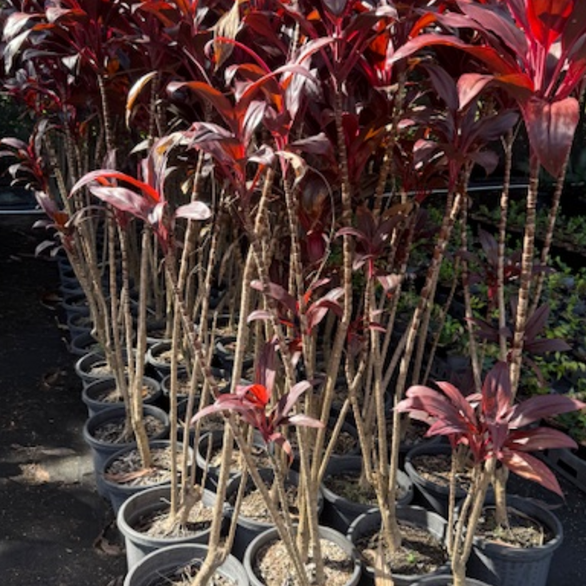 Cordyline Firestorm — dramatic foliage plant with red and burgundy leaves, 300mm pot, Cape Nursery Byron Bay NSW