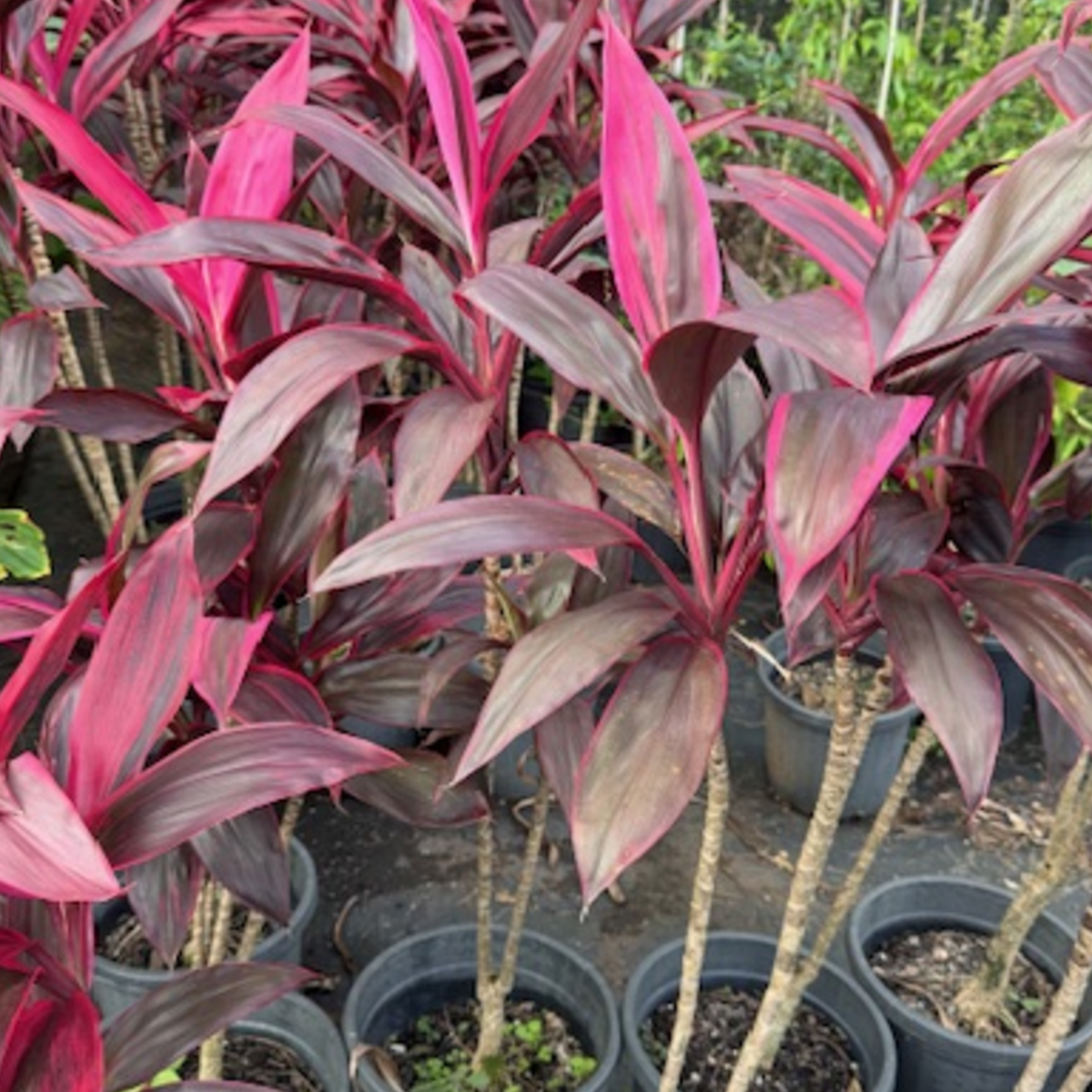 Cordyline fruticosa Rubra — tropical foliage plant with rich red leaves, 300mm pot, Cape Nursery Byron Bay NSW