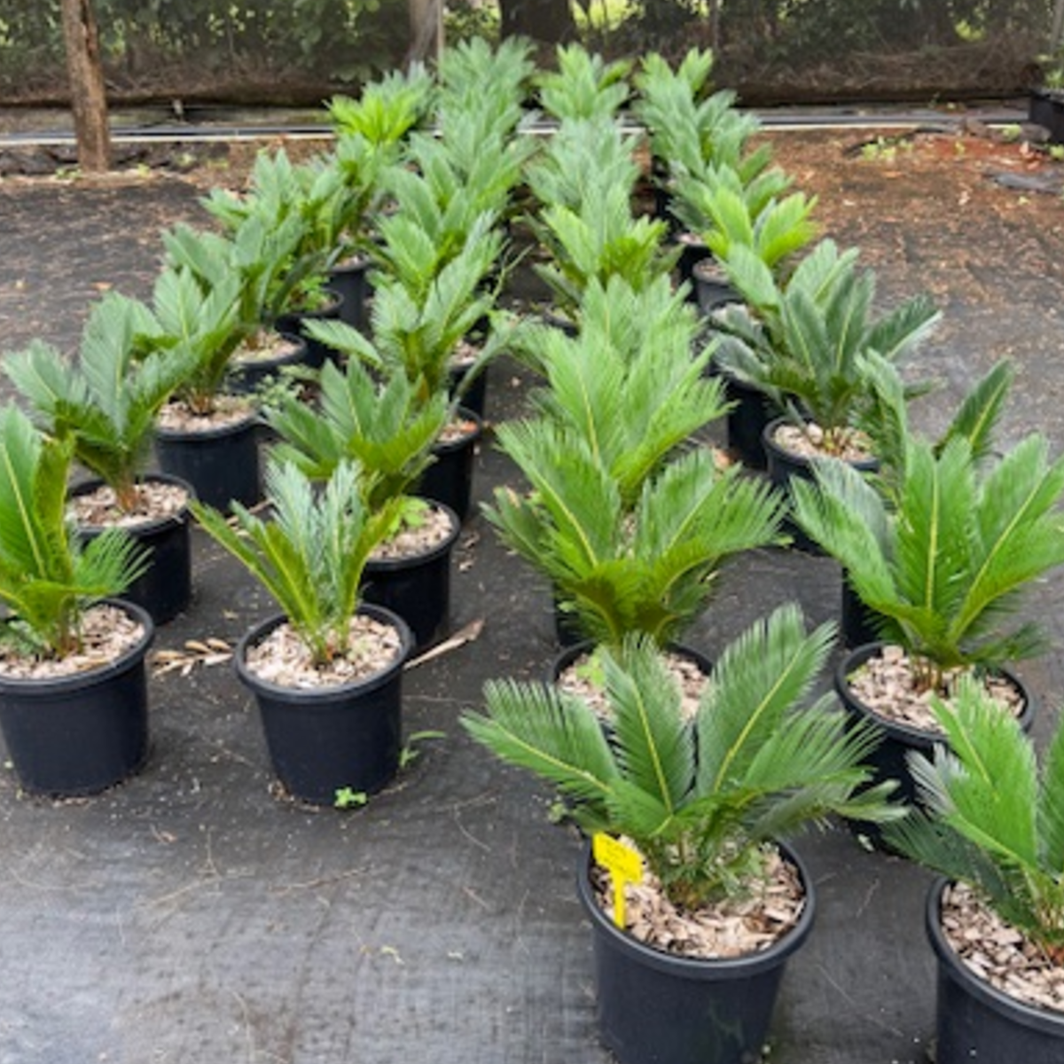 Cycas revoluta Sago Palm — architectural cycad with bold symmetrical fronds, Cape Nursery Byron Bay NSW — 300mm