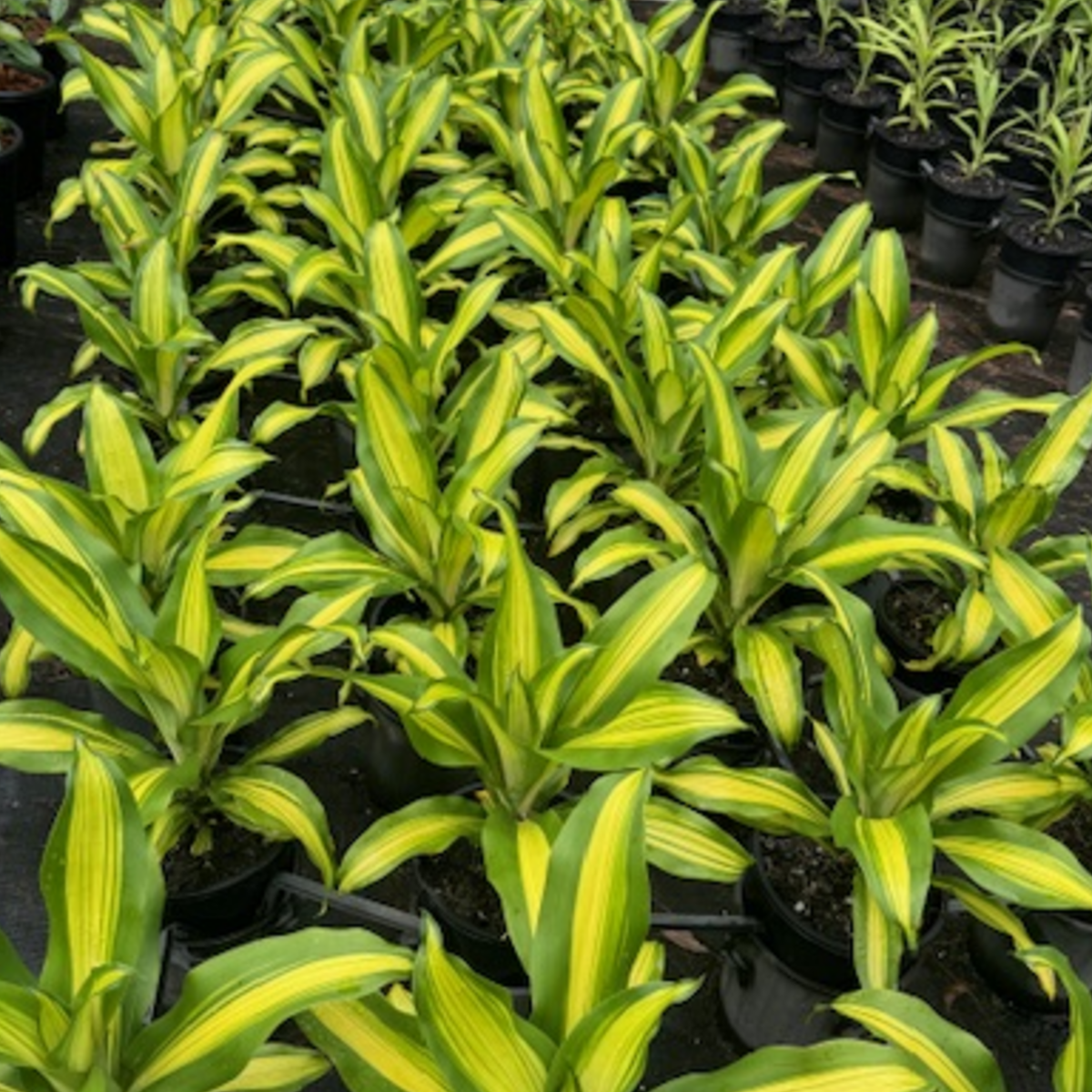 Dracaena fragrans Goldcord — tropical foliage plant with gold-striped leaves, 200mm pot, Cape Nursery Byron Bay NSW