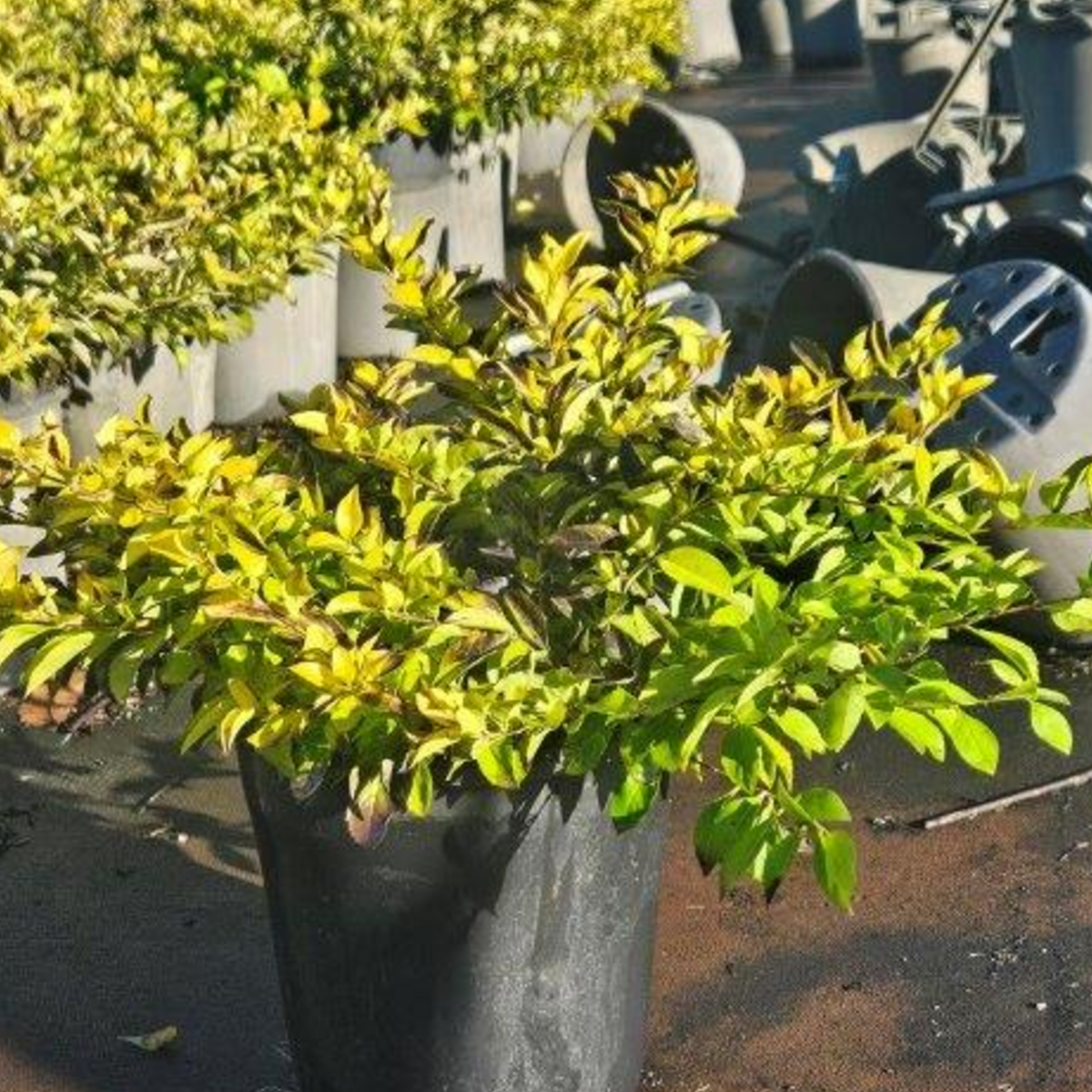 Duranta erecta Sheena's Gold — bright gold-foliaged shrub for hedging, Cape Nursery Byron Bay NSW — 200mm