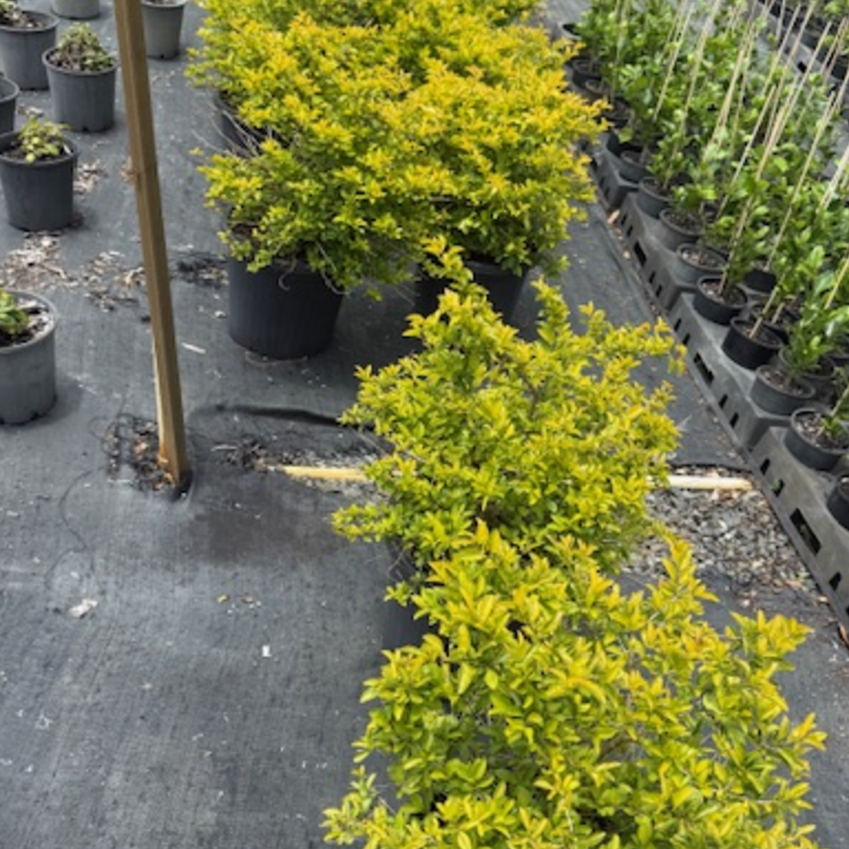 Duranta erecta Sheena's Gold — bright gold-foliaged shrub for hedging, Cape Nursery Byron Bay NSW — 300mm