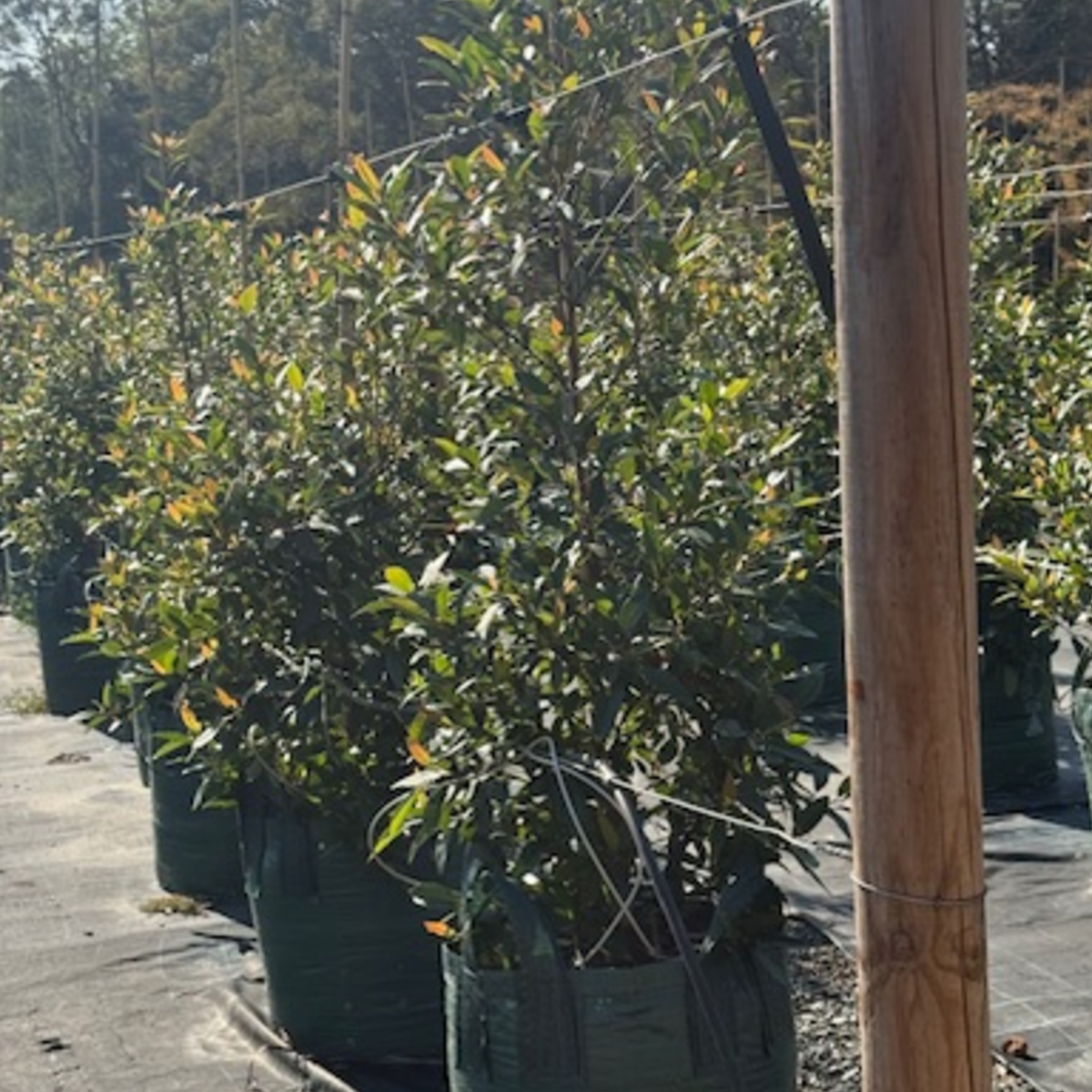 Elaeocarpus reticulatus Prima Donna Blueberry Ash — Australian native with pink flower bells, 100L specimen, Cape Nursery Byron Bay NSW