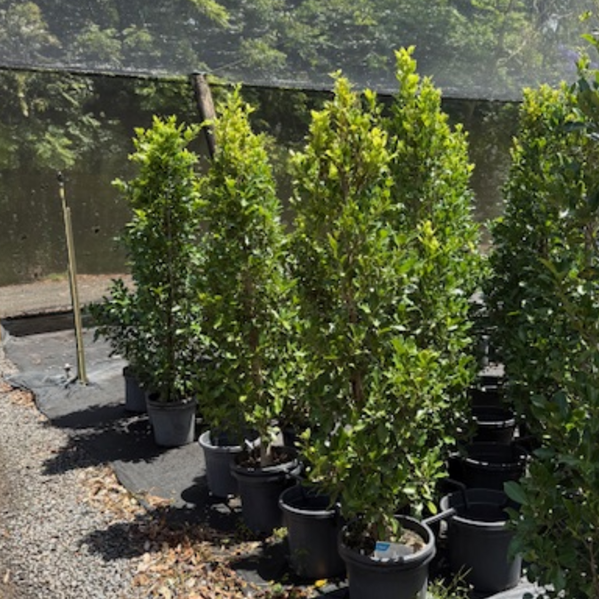 Ficus microcarpa Flash — dense screening fig with compact glossy foliage, Cape Nursery Byron Bay NSW — 200mm