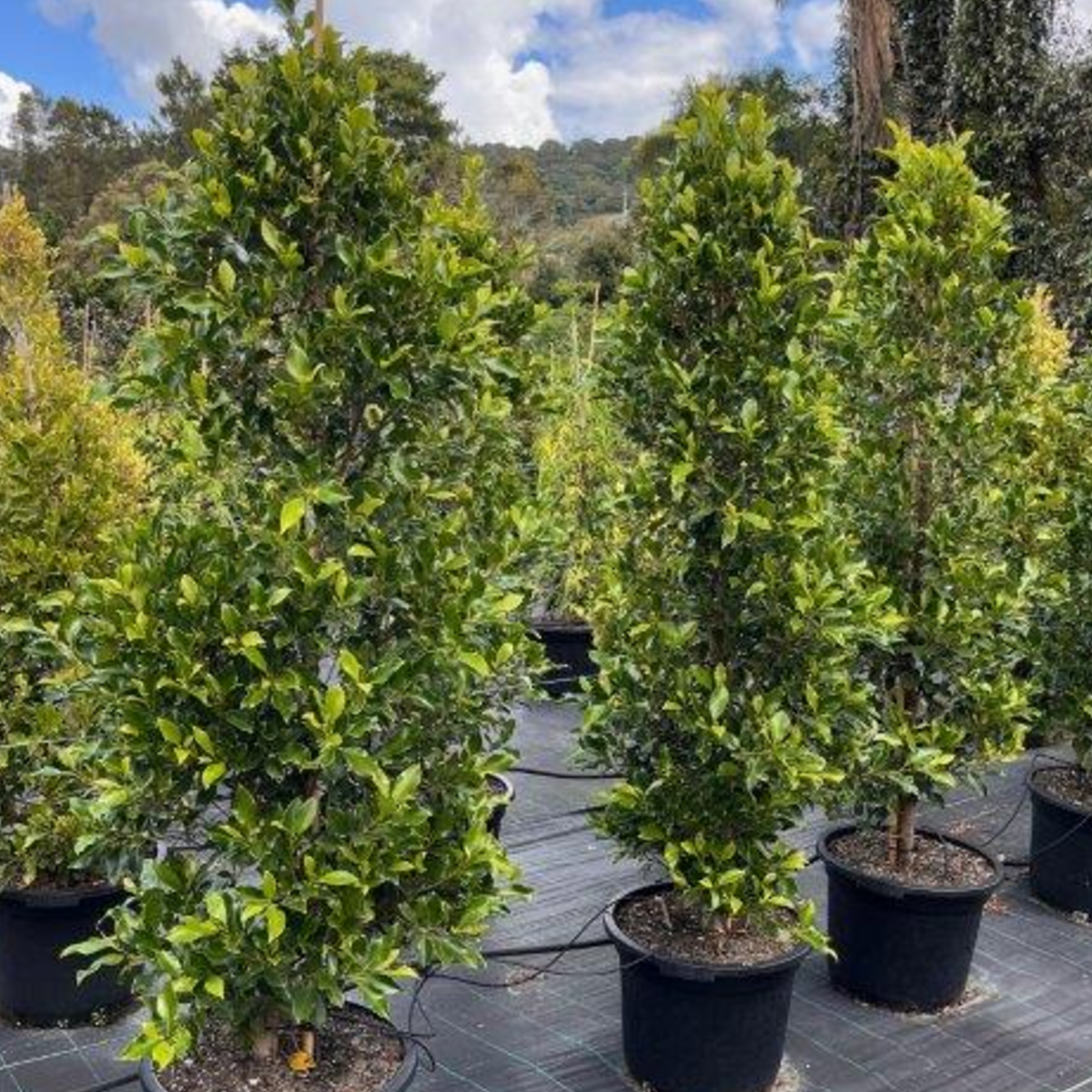 Ficus microcarpa Flash — dense screening fig with compact glossy foliage, Cape Nursery Byron Bay NSW — 430mm &middot; 1.8m