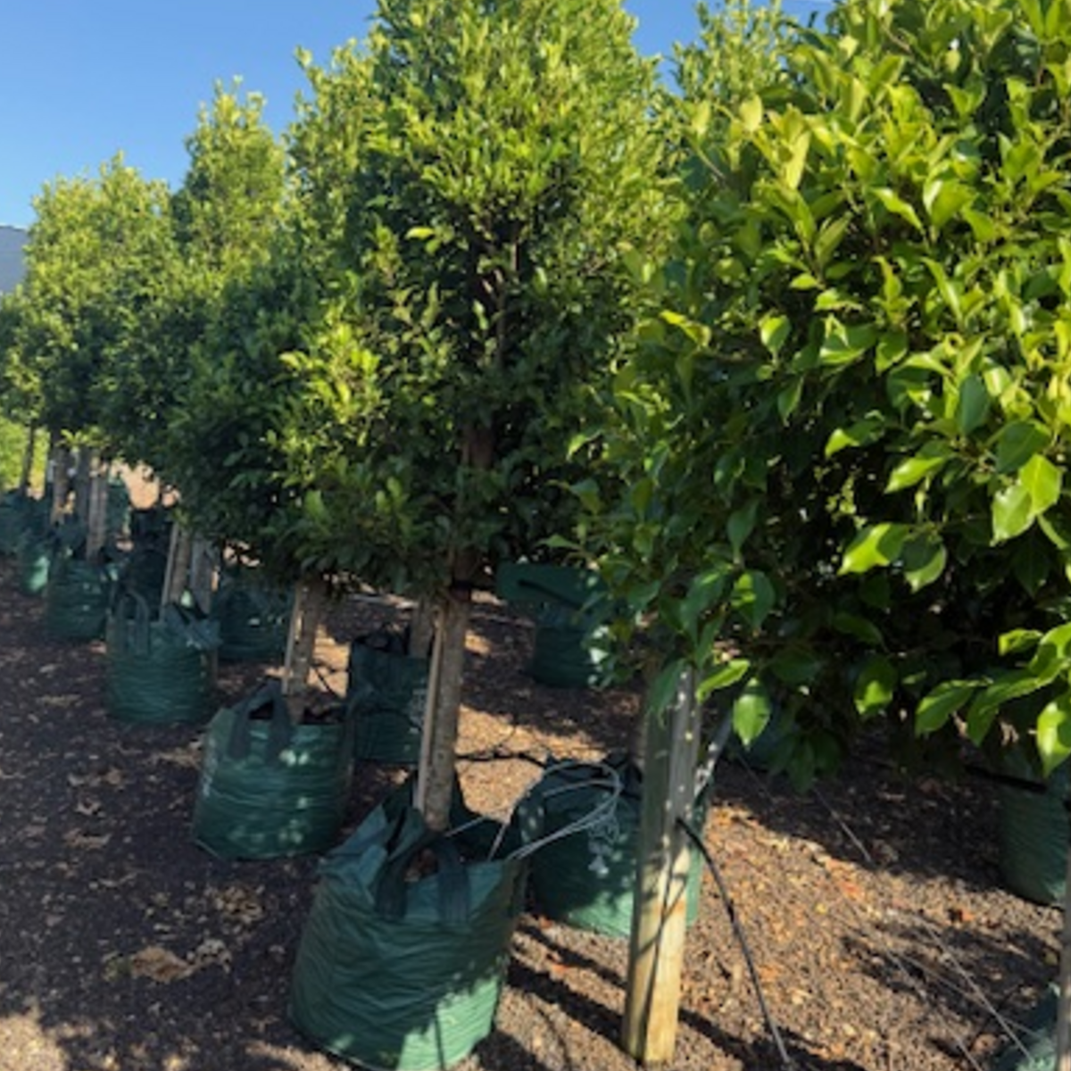 Ficus microcarpa Flash Standards — advanced standard form screening fig, 100L specimen, Cape Nursery Byron Bay NSW