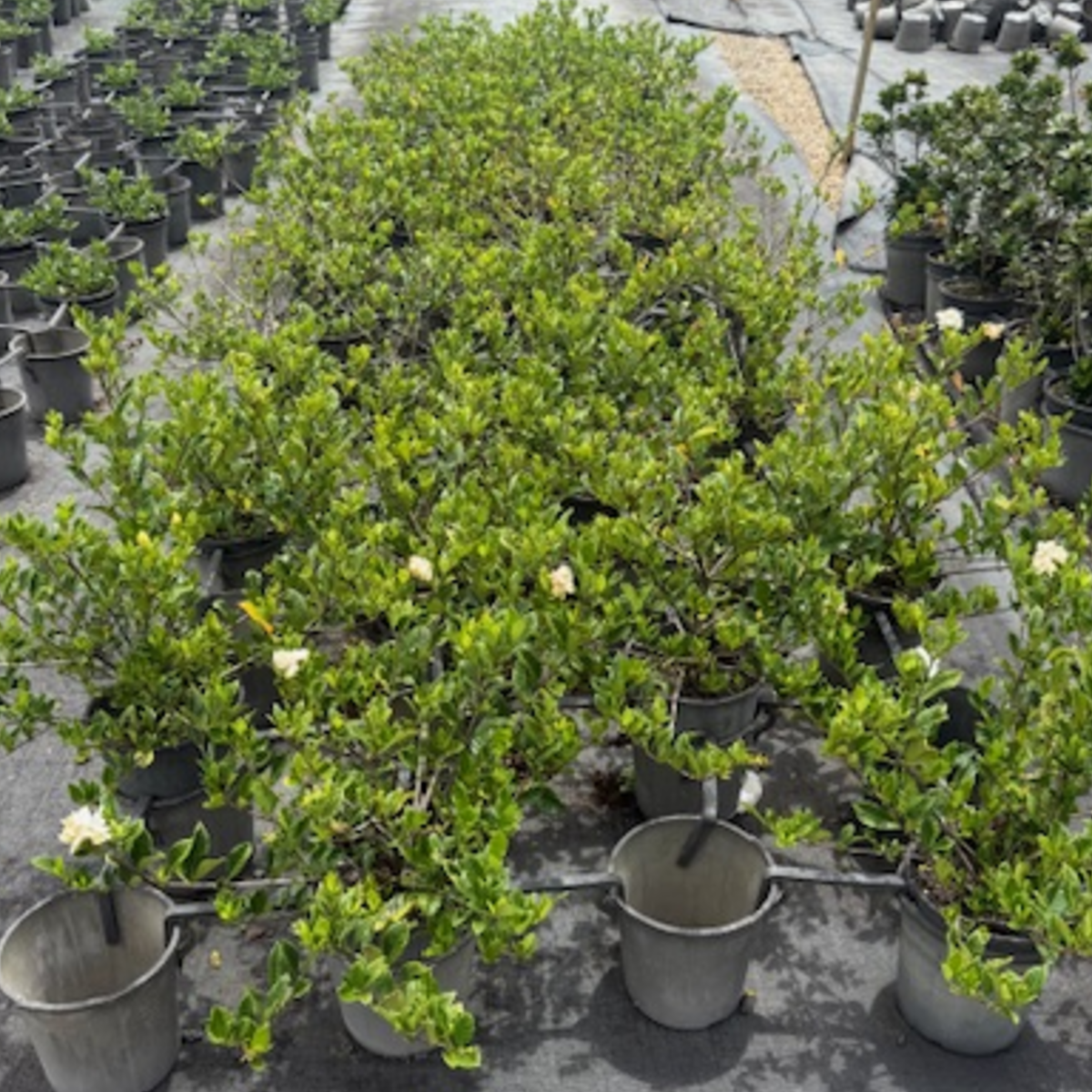 Gardenia augusta Florida — fragrant white-flowered gardenia for hedging, Cape Nursery Byron Bay NSW — 200mm