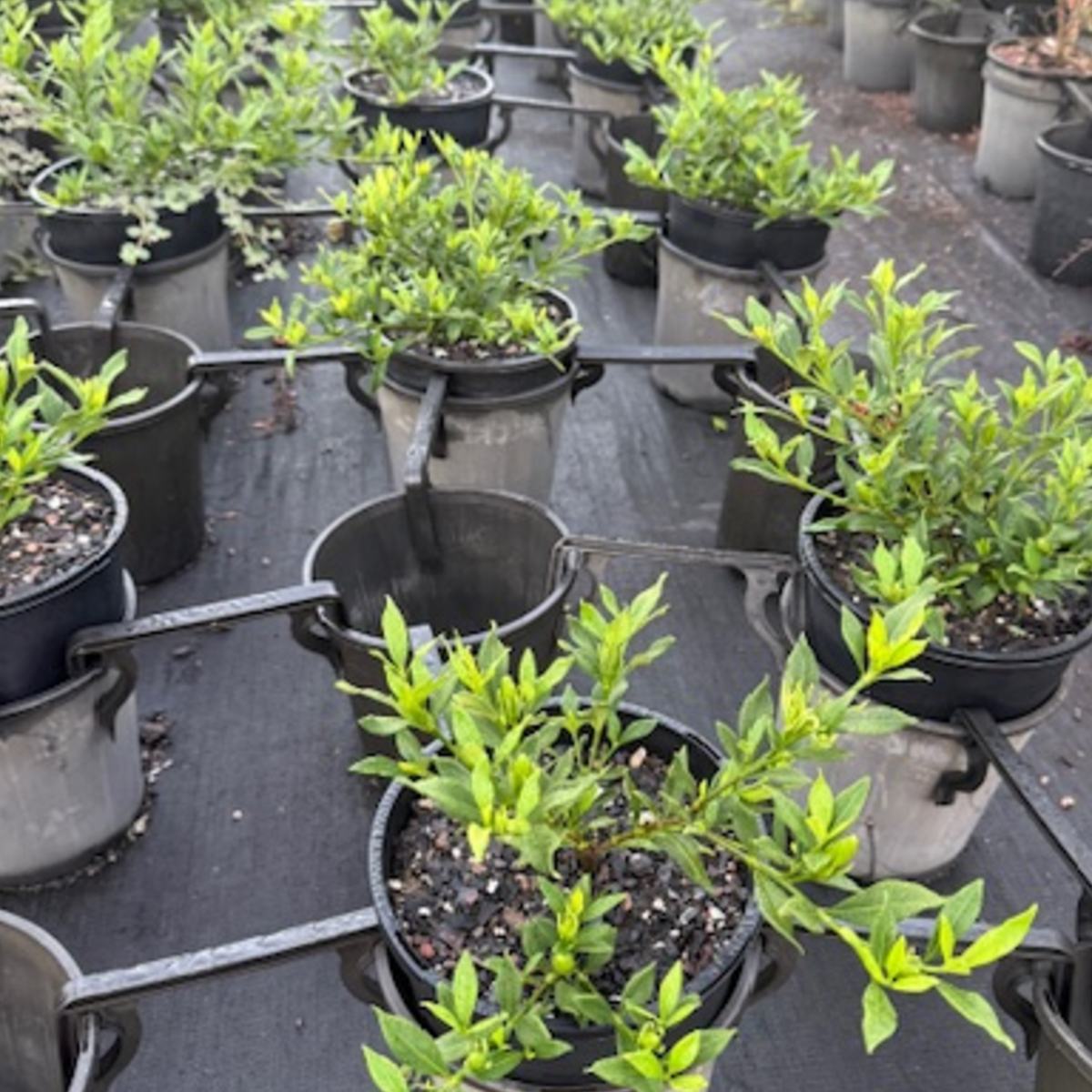 Gardenia augusta Radicans — compact low-growing gardenia with fragrant white flowers, 200mm pot, Cape Nursery Byron Bay NSW
