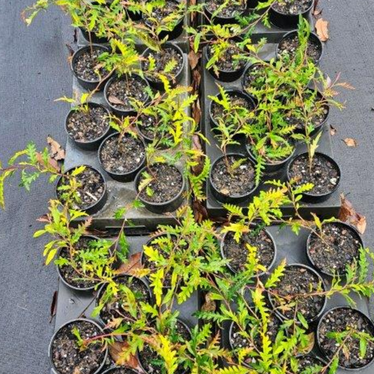 Grevillea Robyn Gordon wholesale nursery plant, Cape Nursery Byron Bay NSW