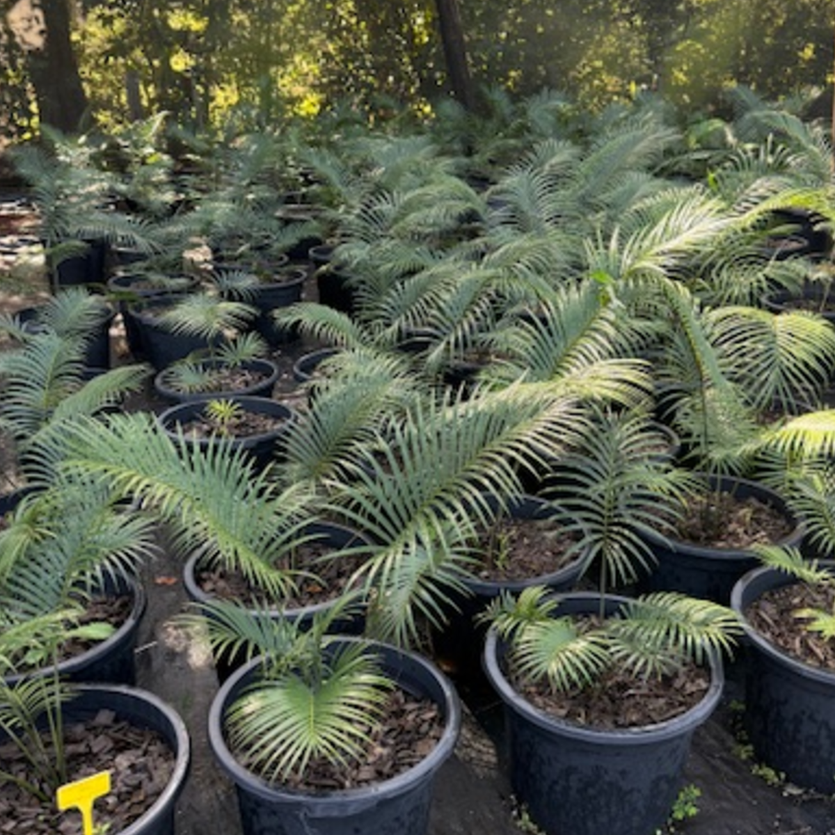 Lepidozamia peroffskyana — large ornamental cycad with glossy arching fronds, 430mm pot, Cape Nursery Byron Bay NSW