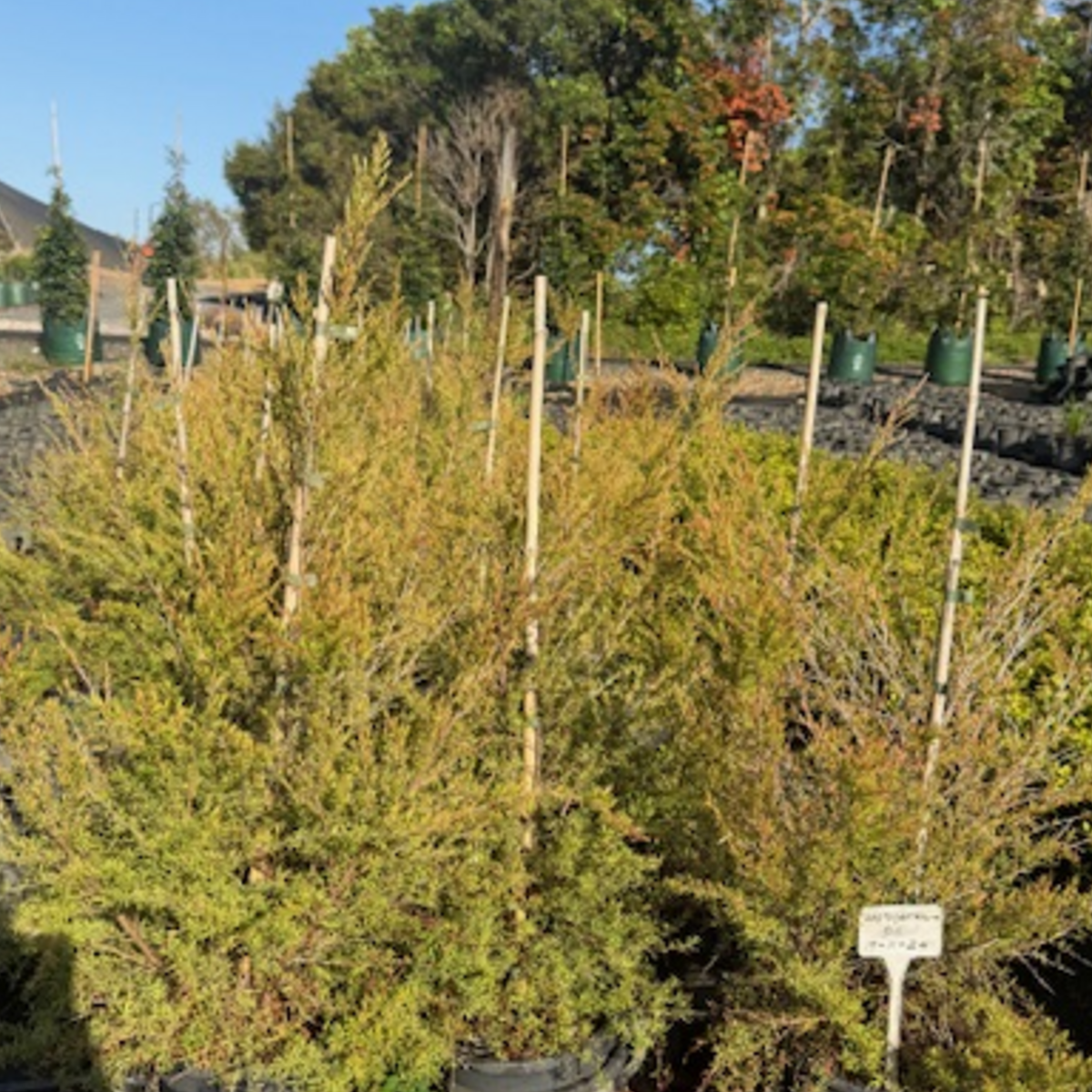 Leptospermum flavescens Cardwell — compact tea tree with fine foliage and white flowers, 200mm pot, Cape Nursery Byron Bay NSW