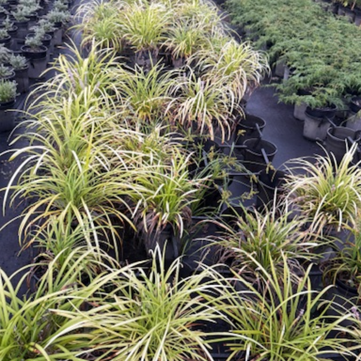 Liriope muscari Evergreen Giant — bold clumping liriope with purple flower spikes, 200mm pot, Cape Nursery Byron Bay NSW
