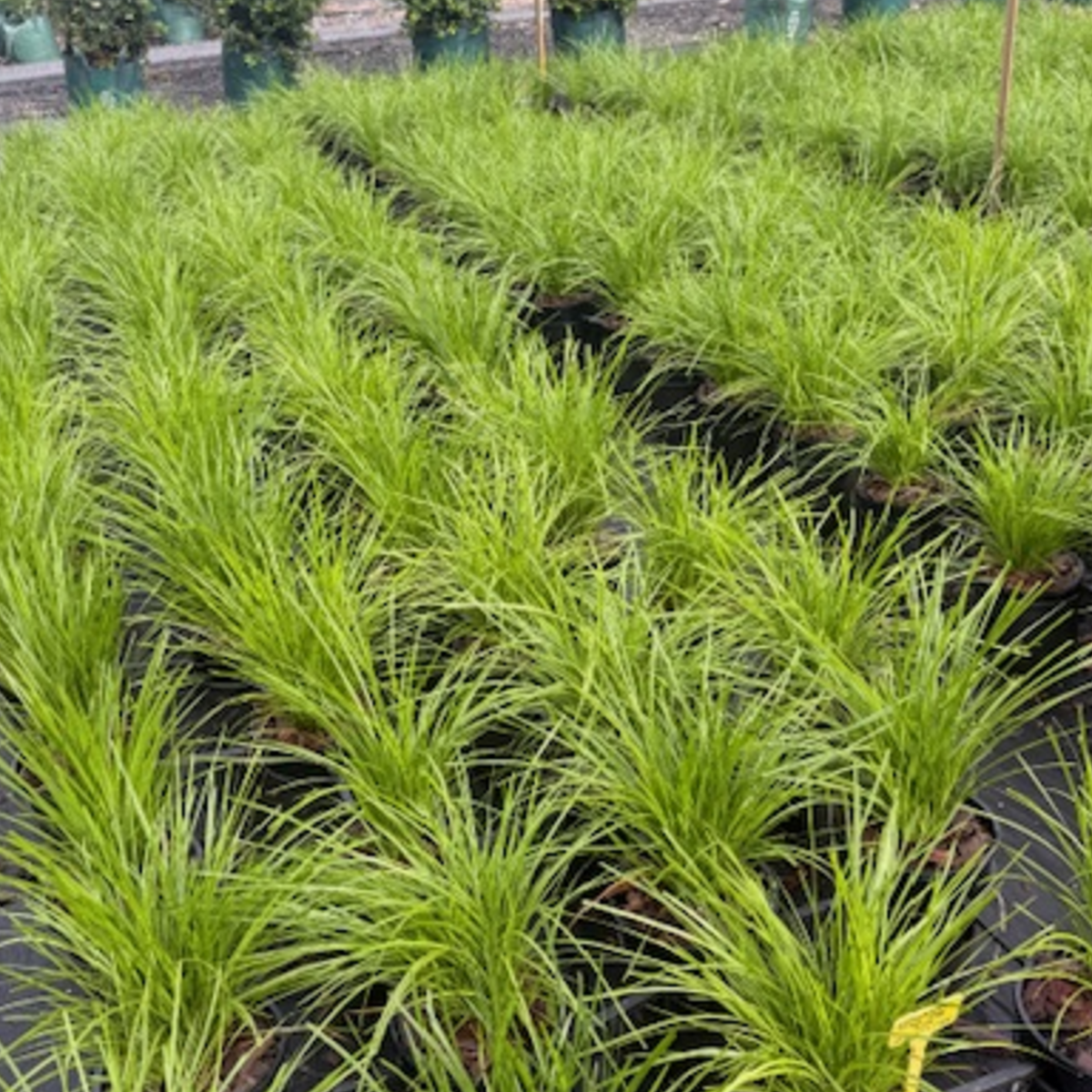 Lomandra Lime Tuff — compact lime-green strappy grass for mass planting, 200mm pot, Cape Nursery Byron Bay NSW