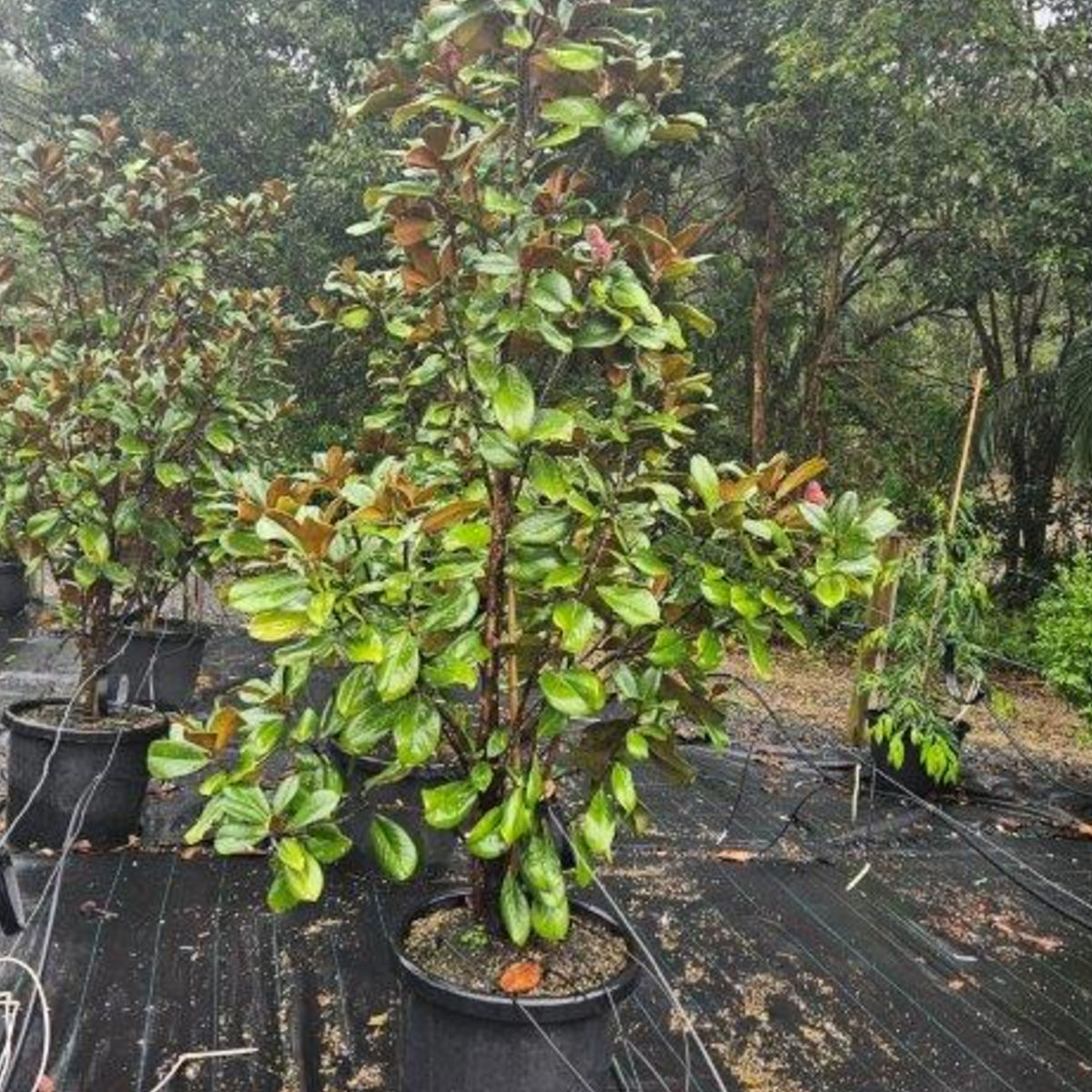 Magnolia grandiflora Teddy Bear PBR — compact evergreen magnolia with large white flowers, Cape Nursery Byron Bay NSW — 500mm &middot; 2–2.2m