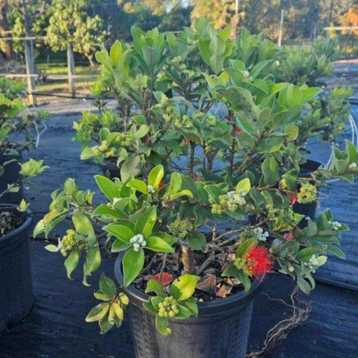 Metrosideros collina Springfire wholesale nursery plant, Cape Nursery Byron Bay NSW