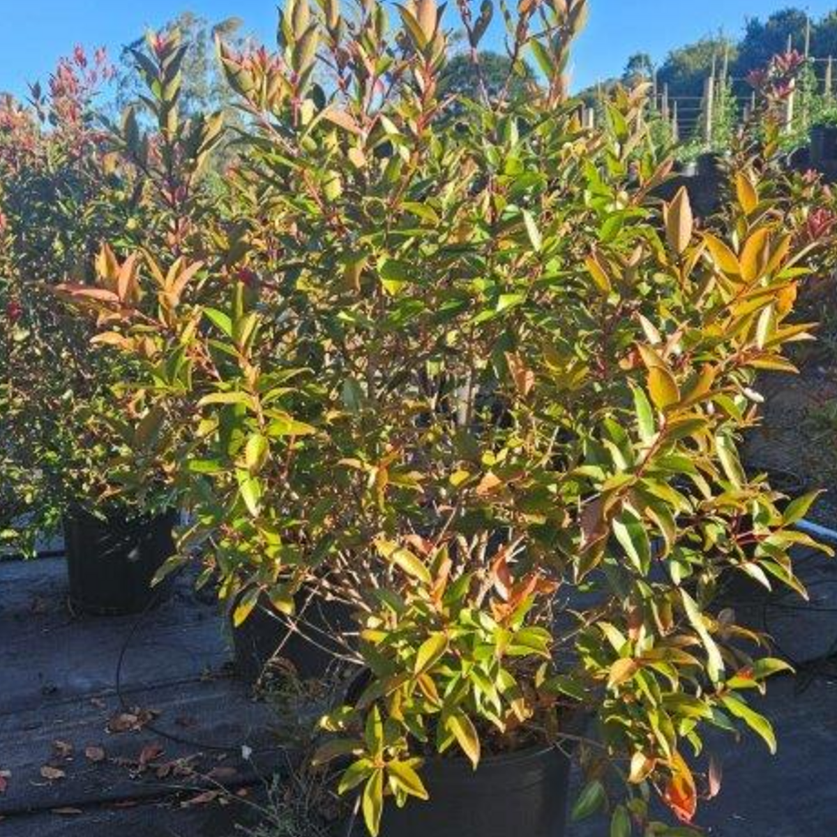 Metrosideros vitiensis Fiji Fire wholesale nursery plant, Cape Nursery Byron Bay NSW