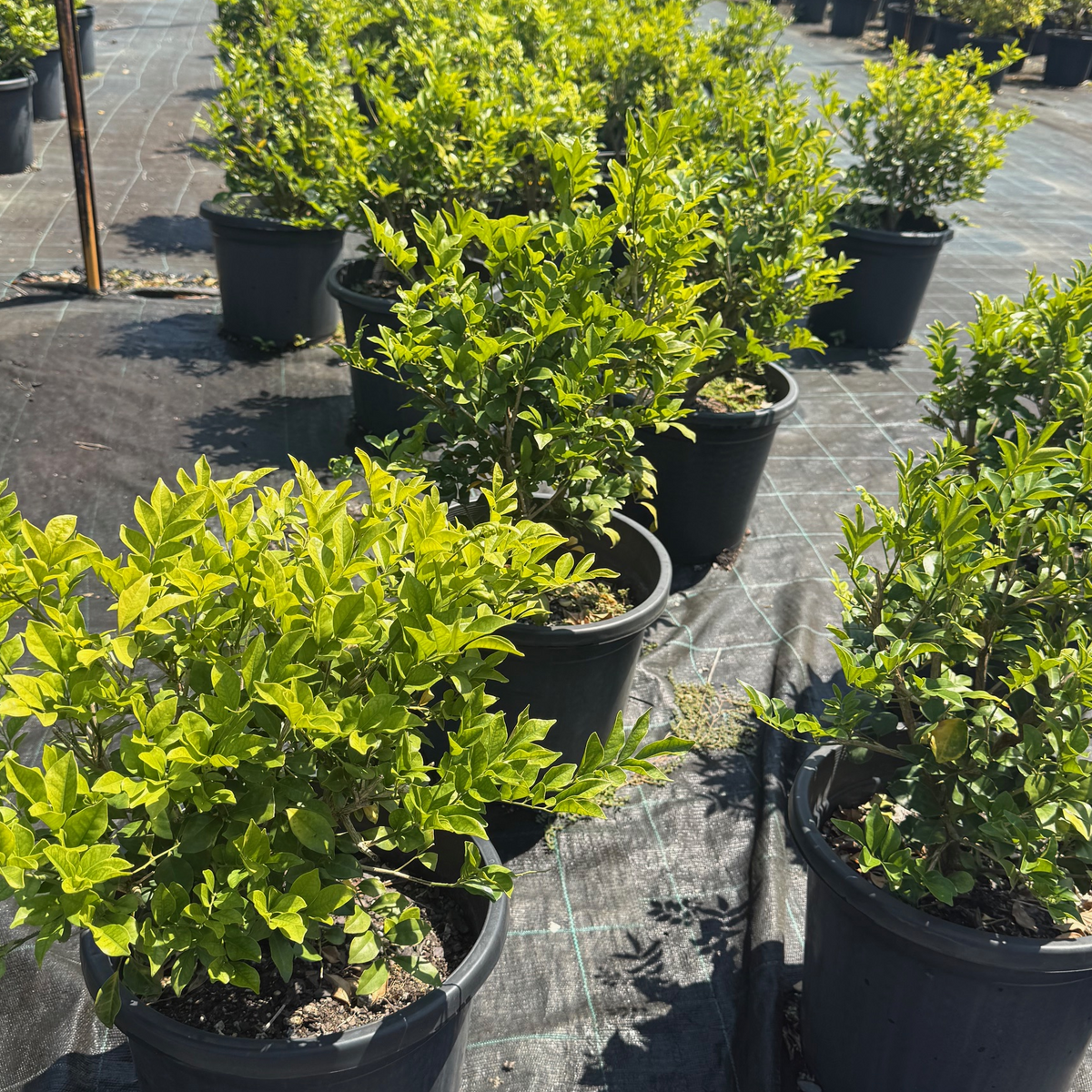 Murraya paniculata Orange Jessamine — dense fragrant hedging shrub with white flowers, Cape Nursery Byron Bay NSW — 300mm &middot; 0.6–0.8m
