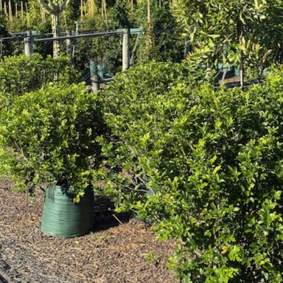 Murraya paniculata Orange Jessamine — dense fragrant hedging shrub with white flowers, Cape Nursery Byron Bay NSW — 75L &middot; 0.8–1m