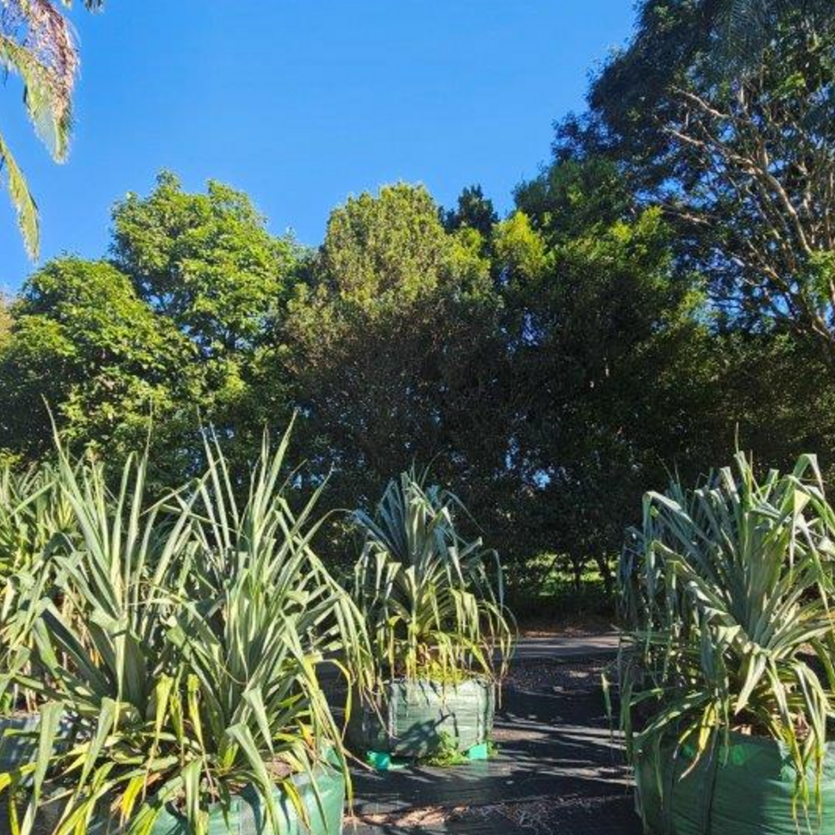Pandanus Screw Pine — coastal architectural specimen, 100L advanced, Cape Nursery Byron Bay NSW
