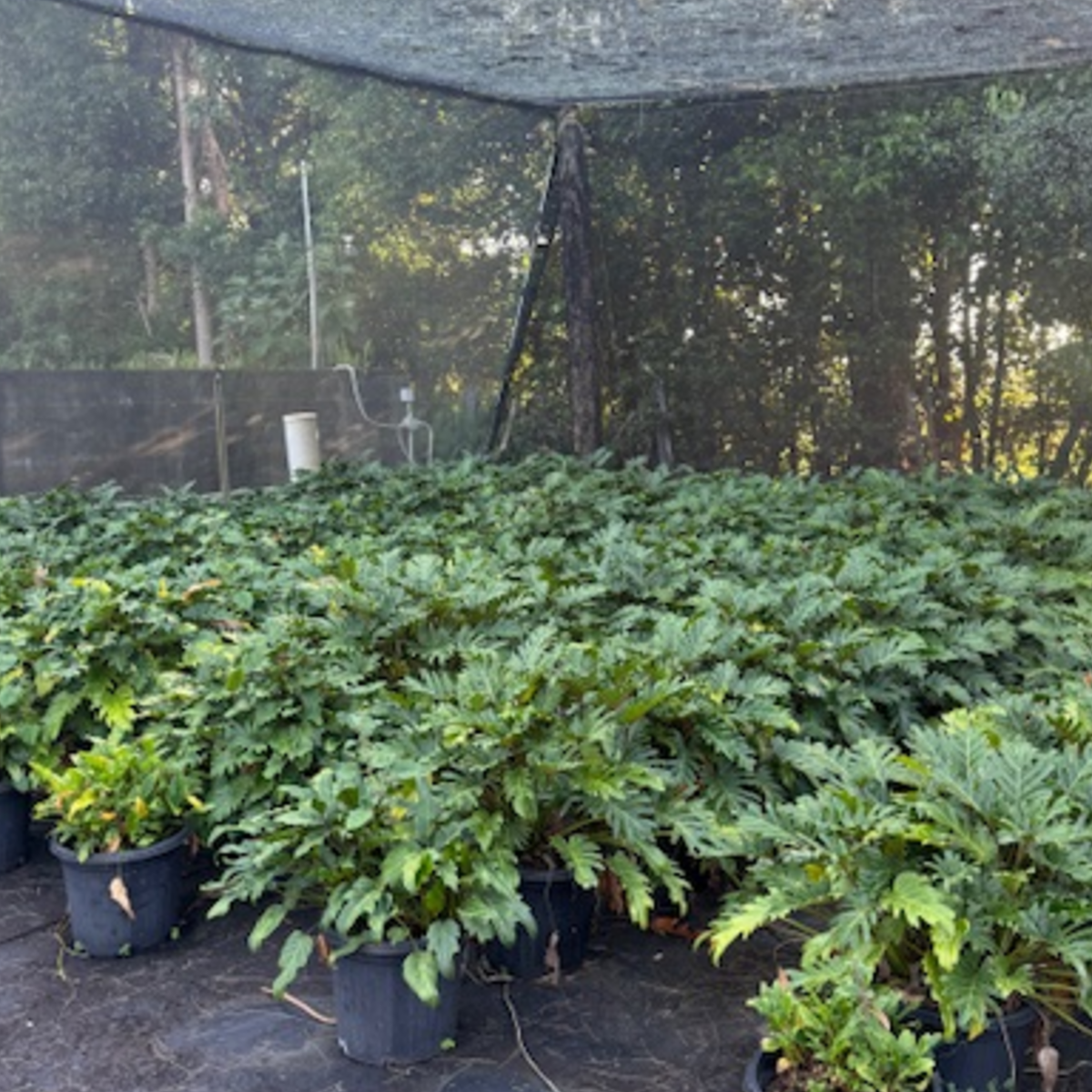 Philodendron Xanadu — bold tropical foliage plant with deeply lobed leaves, 300mm pot, Cape Nursery Byron Bay NSW