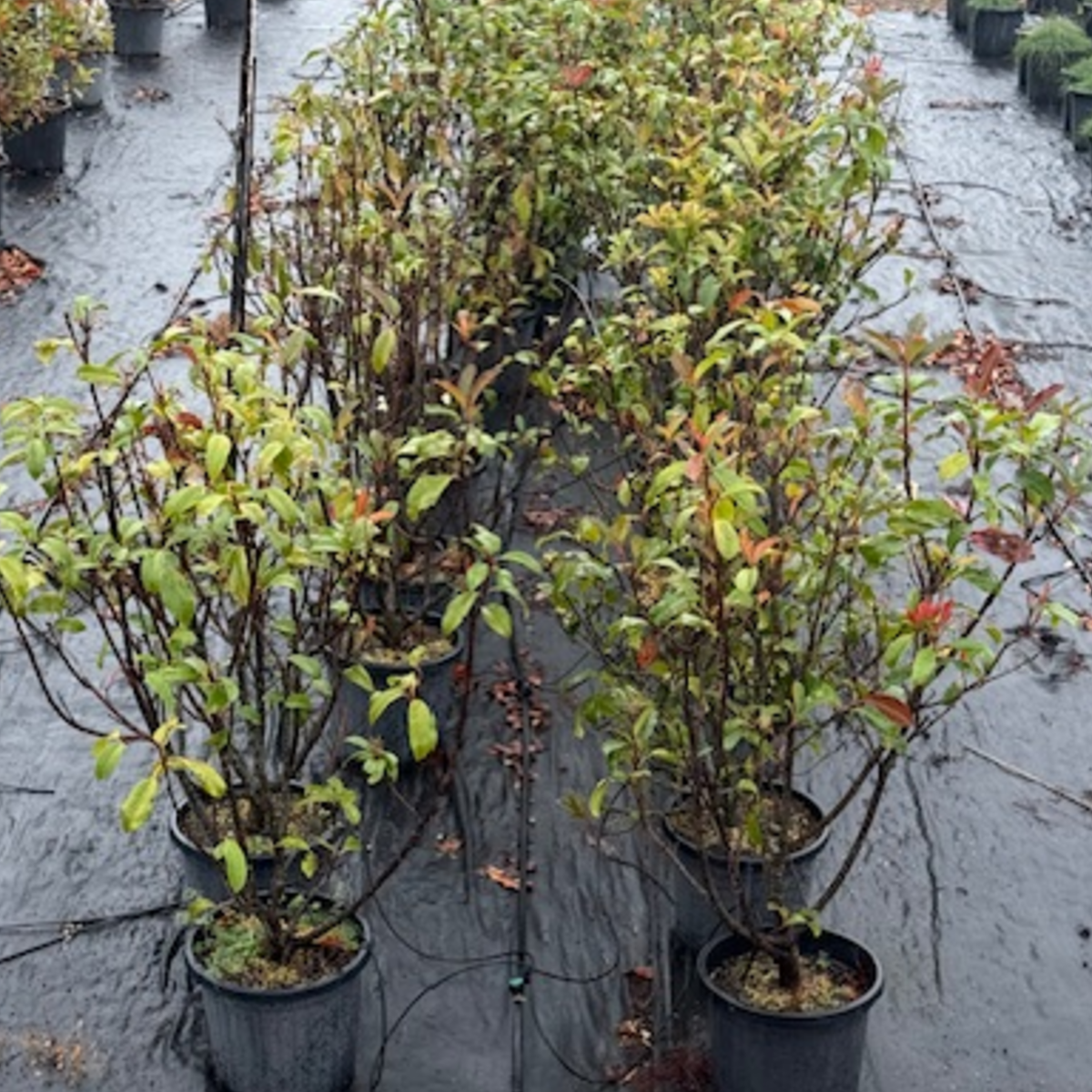 Photinia fraserii Red Robin — dense screening hedge with vivid red new growth, Cape Nursery Byron Bay NSW — 300mm &middot; 1.4–1.5m