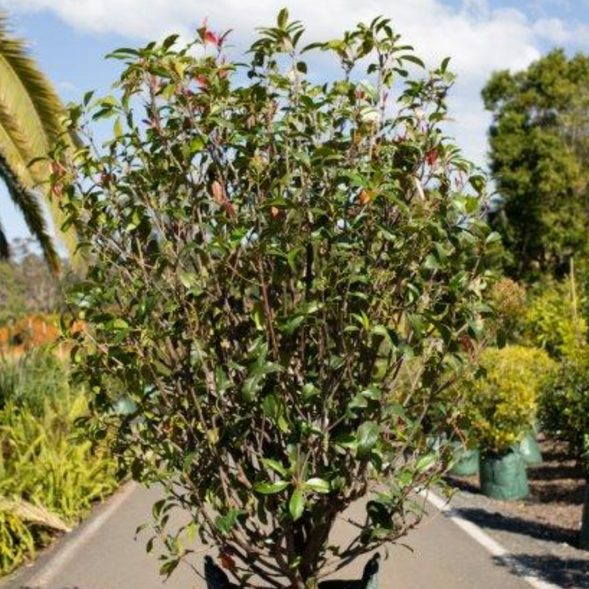 Photinia fraserii Red Robin — dense screening hedge with vivid red new growth, Cape Nursery Byron Bay NSW — 75L