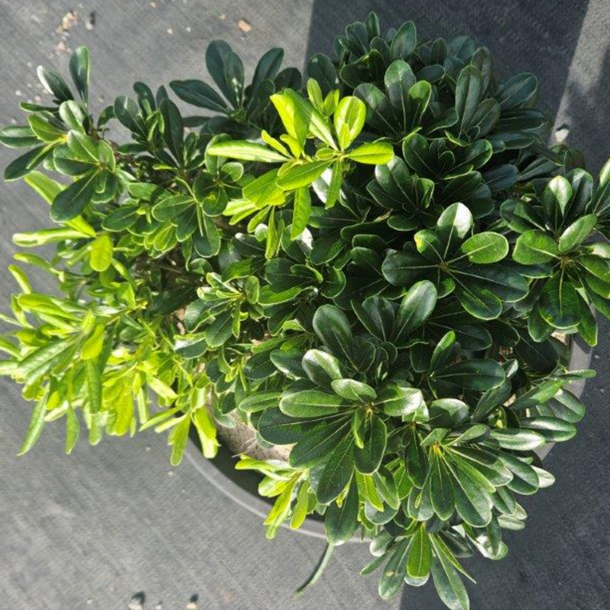 Pittosporum tobira Miss Muffet — compact dwarf Pittosporum for mass planting, 200mm pot, Cape Nursery Byron Bay NSW