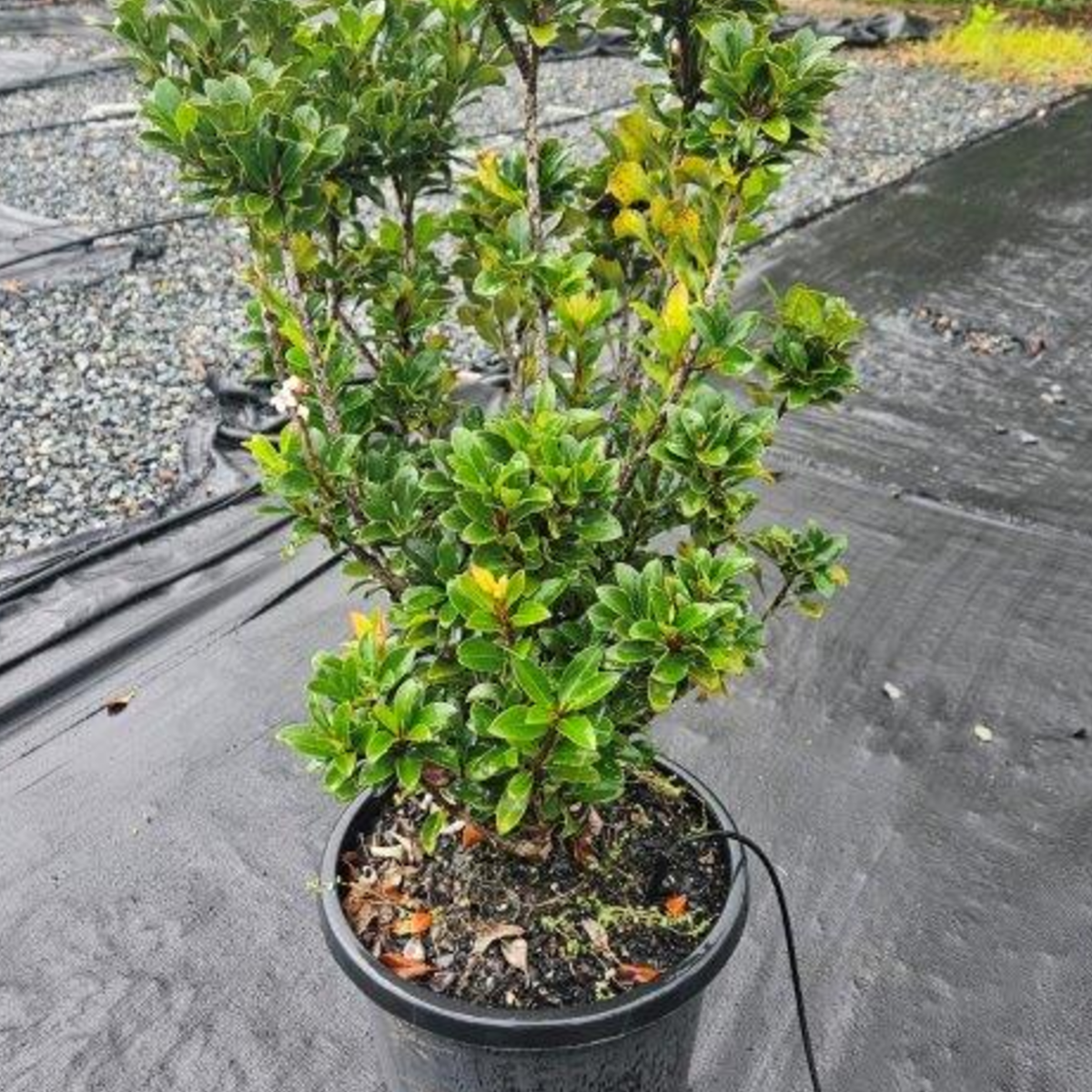 Rhaphiolepis indica Snow Maiden — compact evergreen shrub with white flowers, Cape Nursery Byron Bay NSW — 300mm Landscape special