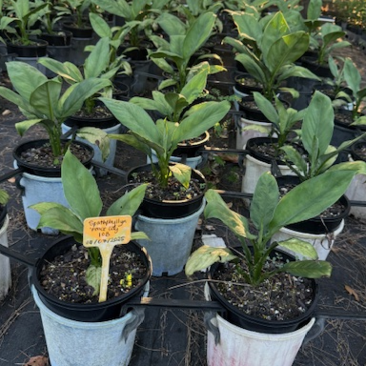 Spathiphyllum floribundum Peace Lily — shade-tolerant plant with white spathes, 200mm pot, Cape Nursery Byron Bay NSW