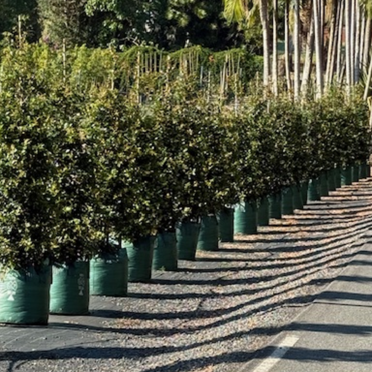 Syzygium australe Resilience — vigorous Lilly Pilly for large-scale screening, Cape Nursery Byron Bay NSW — 100L
