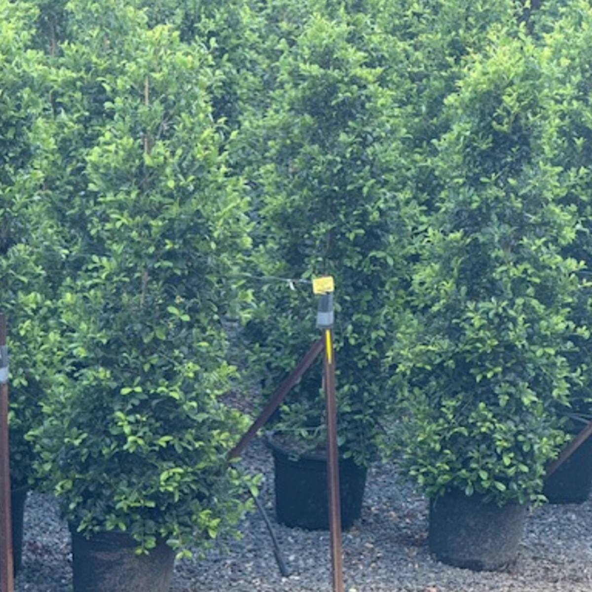 Syzygium australe Resilience — vigorous Lilly Pilly for large-scale screening, Cape Nursery Byron Bay NSW — 430mm &middot; 1.5–2m Landscape special