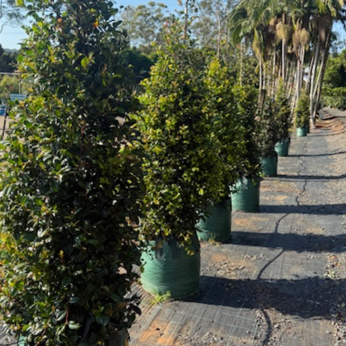 Syzygium australe Select — reliable Lilly Pilly hedge and screen plant, Cape Nursery Byron Bay NSW — 100L &middot; 2.4m