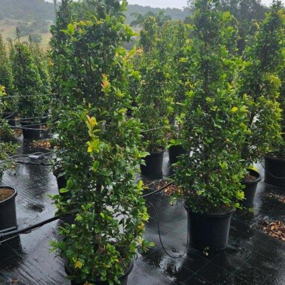 Syzygium australe Select — reliable Lilly Pilly hedge and screen plant, Cape Nursery Byron Bay NSW — 300mm