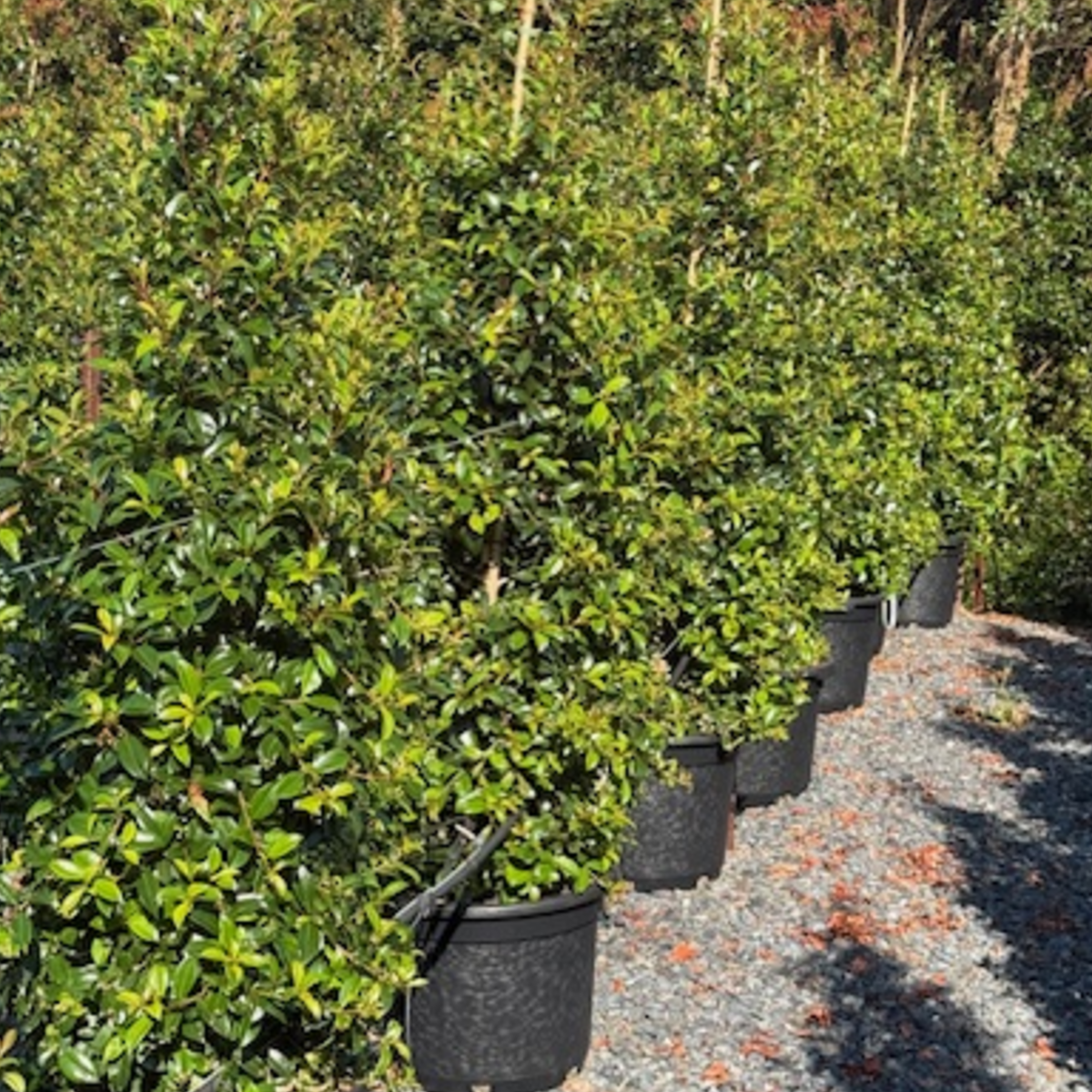Syzygium australe Select — reliable Lilly Pilly hedge and screen plant, Cape Nursery Byron Bay NSW — 430mm &middot; 1.5m Landscape special
