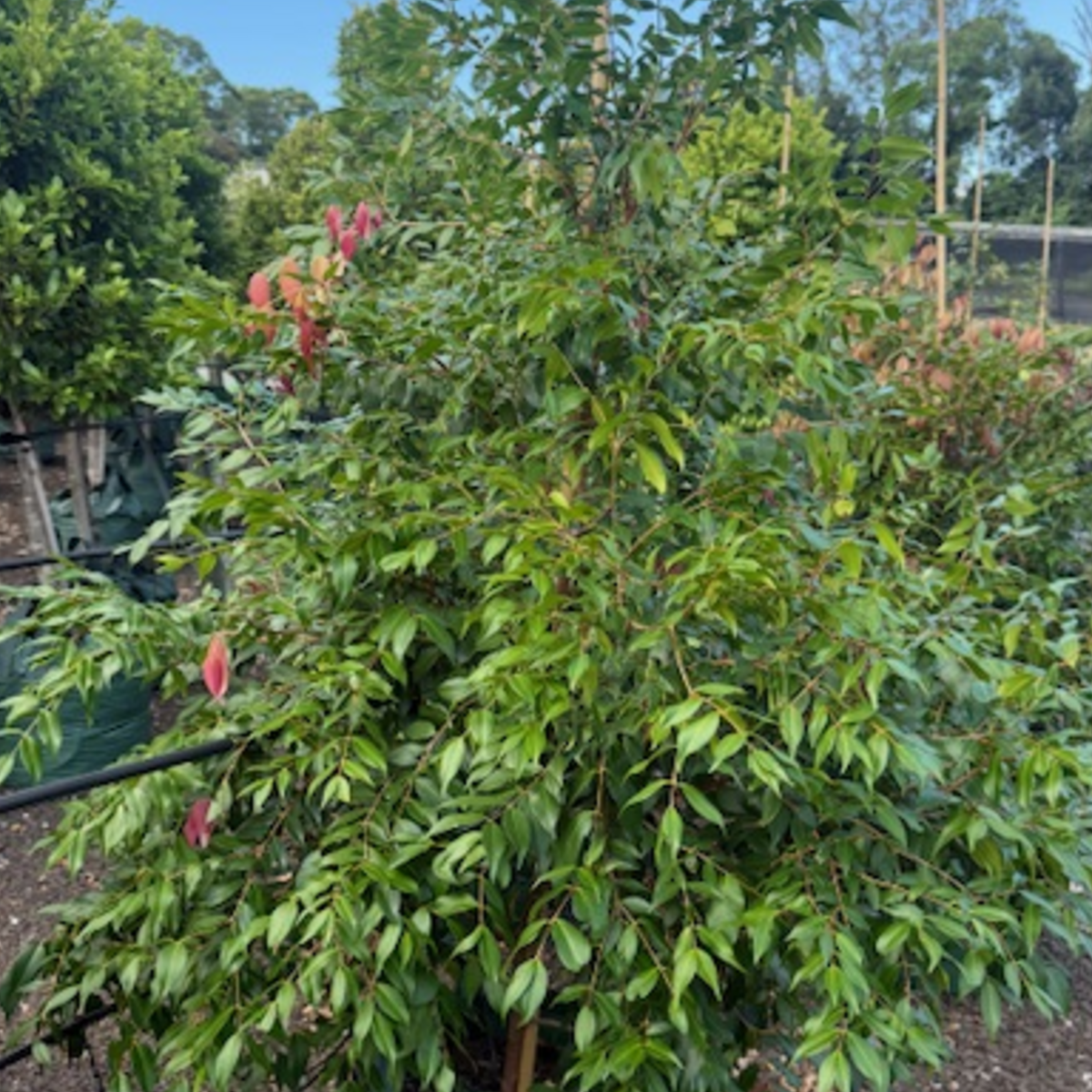 Syzygium Cascade — weeping Lilly Pilly specimen, 100L advanced, Cape Nursery Byron Bay NSW