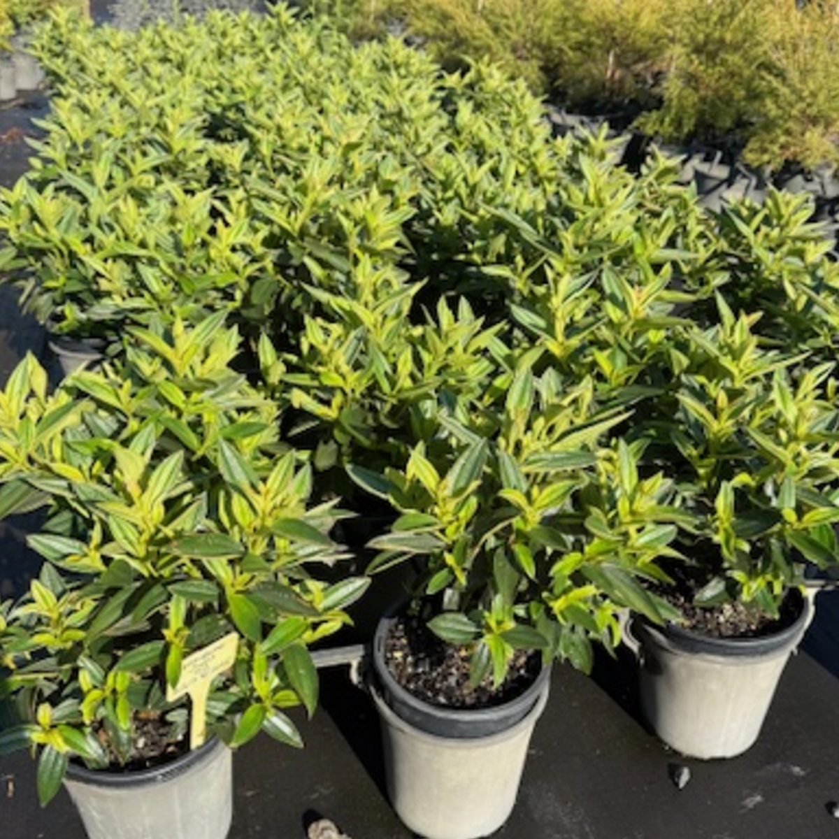 Tibouchina granulosa Jules — compact Tibouchina with vivid purple flowers, 200mm pot, Cape Nursery Byron Bay NSW