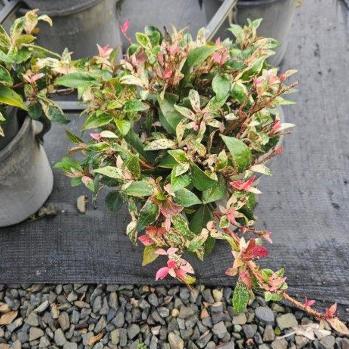 Trachelospermum jasminoides Tricolour — variegated star jasmine with pink cream and green foliage, 200mm pot, Cape Nursery Byron Bay NSW