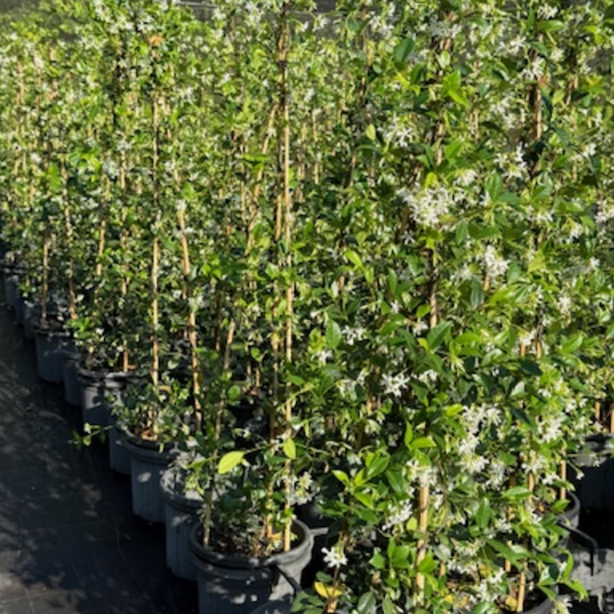 Trachelospermum jasminoides Tripods — fragrant star jasmine trained on tripod frames, Cape Nursery Byron Bay NSW — 300mm