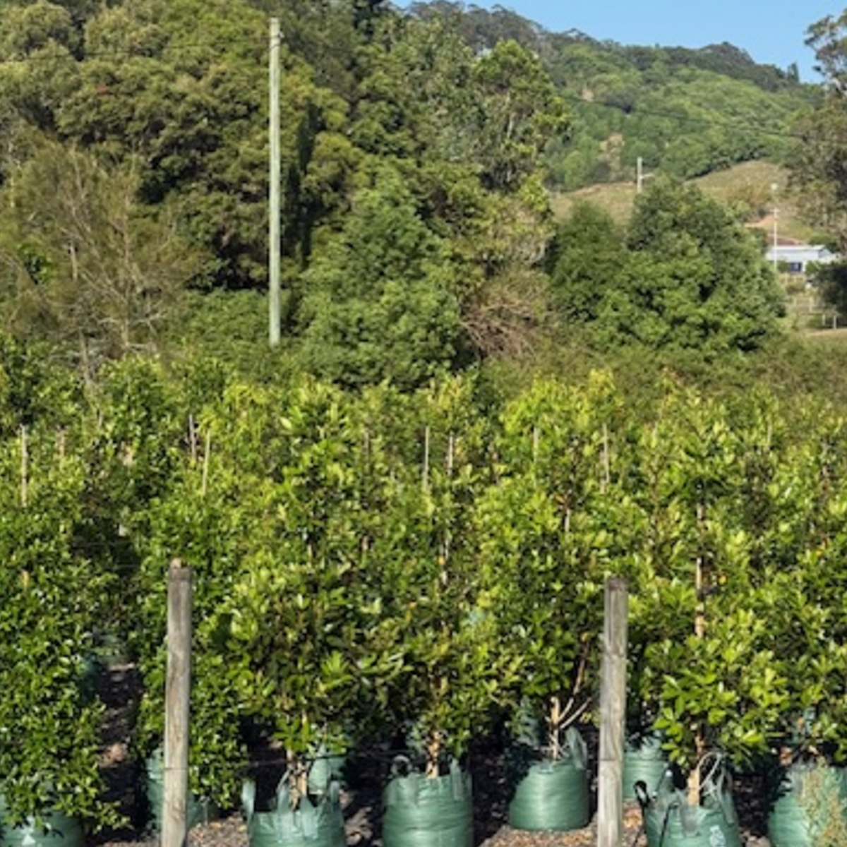 Tristaniopsis laurina Luscious PBR — advanced Water Gum screening tree with glossy foliage, Cape Nursery Byron Bay NSW — 100L &middot; 2.4m Landscape special